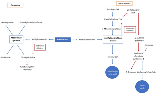 Elevated folate hotsell in dogs