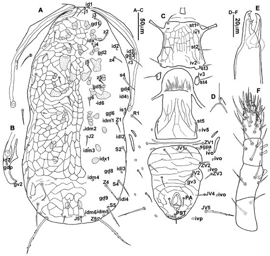 pediatric pussy The Genus Neoseiulus Hughes (Acari: Phytoseiidae) in Shanxi, China