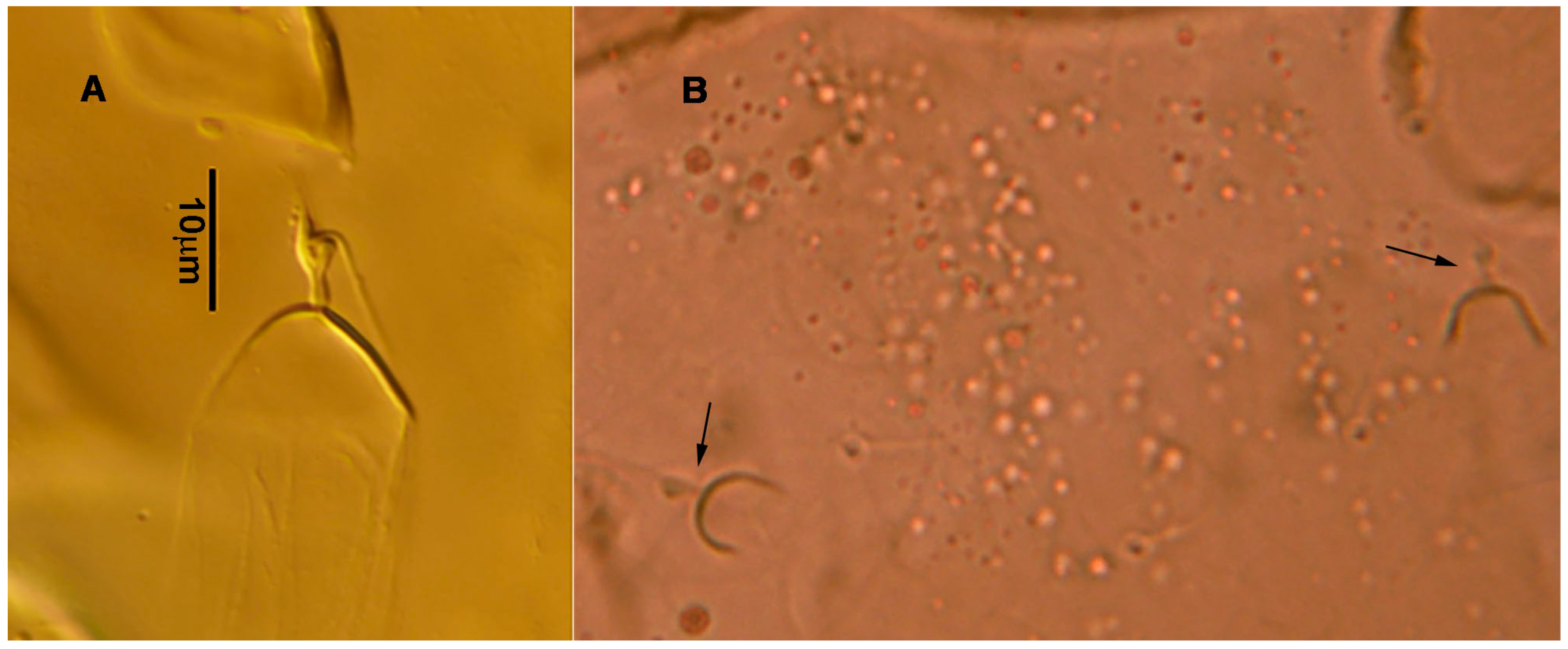 Animals 13 01478 g003 Animals 13 01478 g003