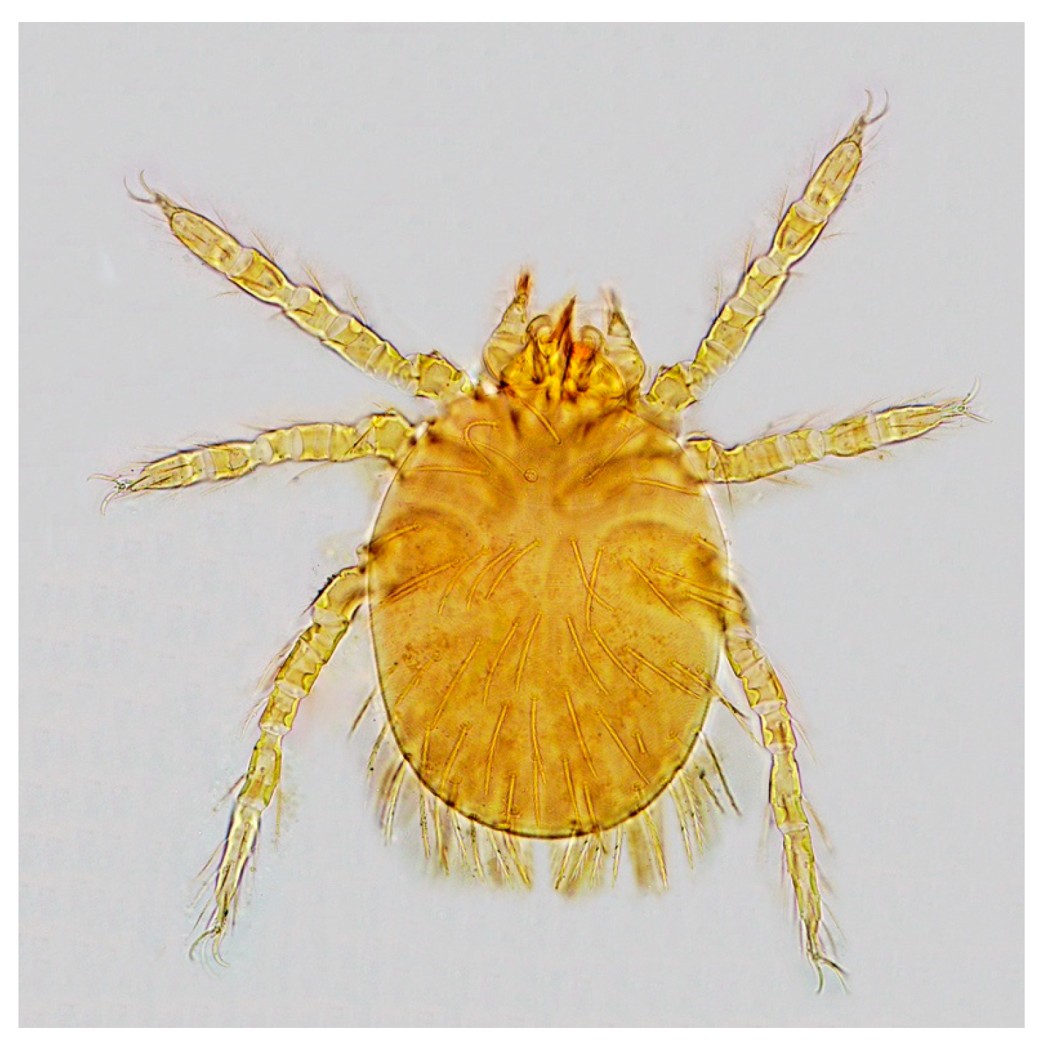 Comparison of Chiggers (Acari: Trombiculidae Comparison of Chiggers (Acari: Trombiculidae