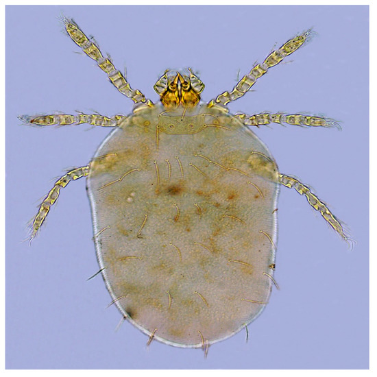 Comparison of Chiggers (Acari: Trombiculidae