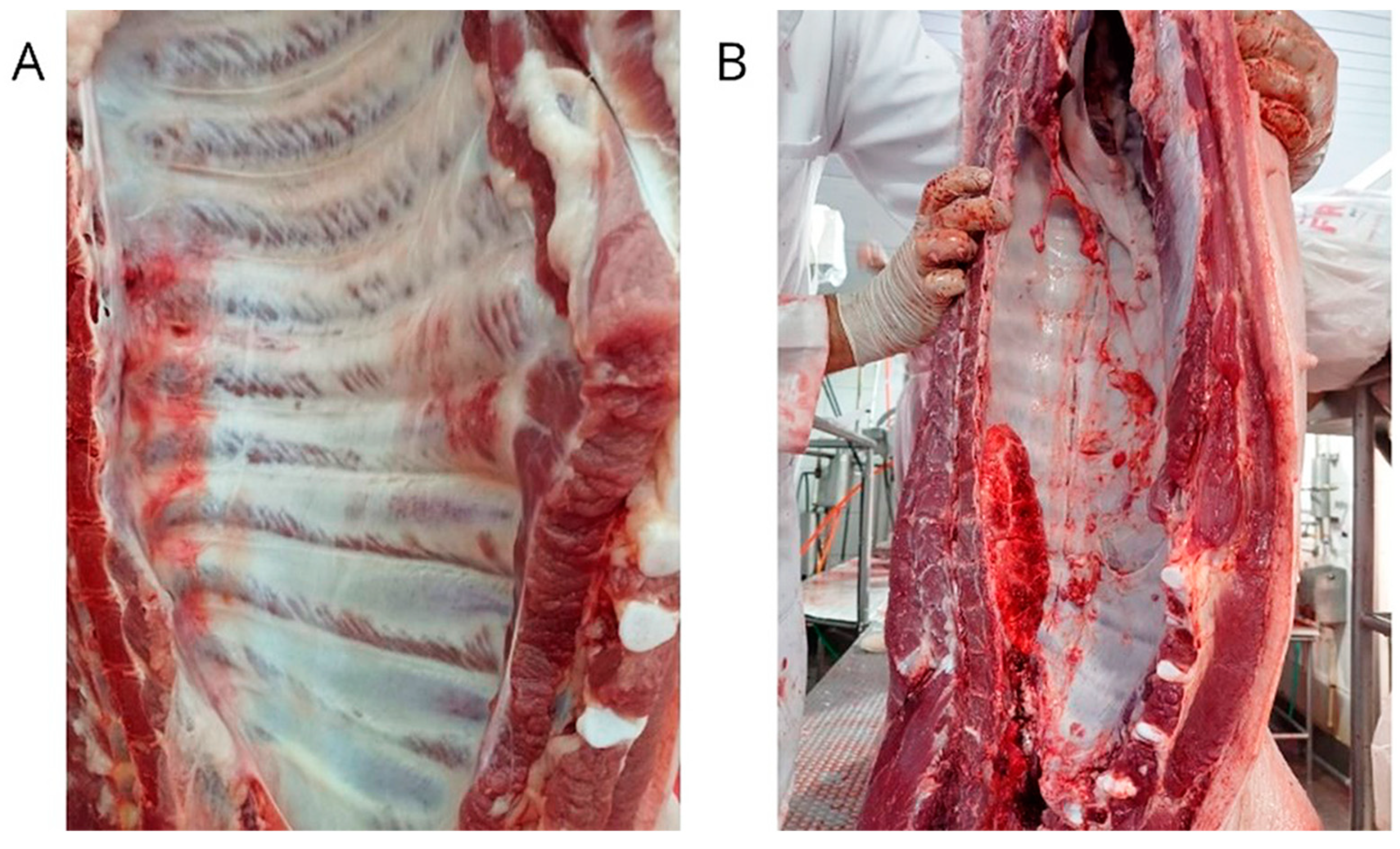 Animals 13 01493 g001 Animals 13 01493 g001