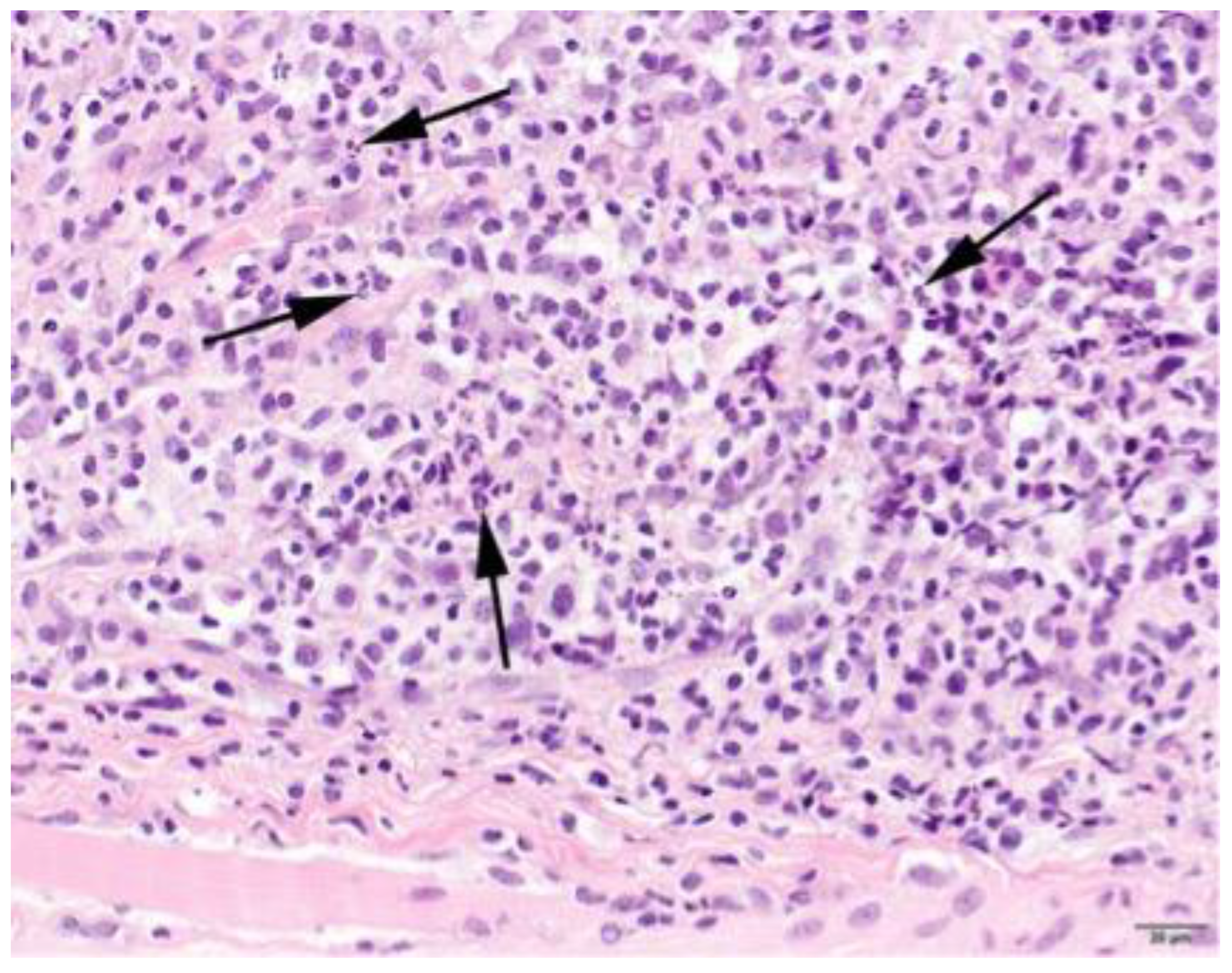 Animals 13 01508 g003 Animals 13 01508 g003