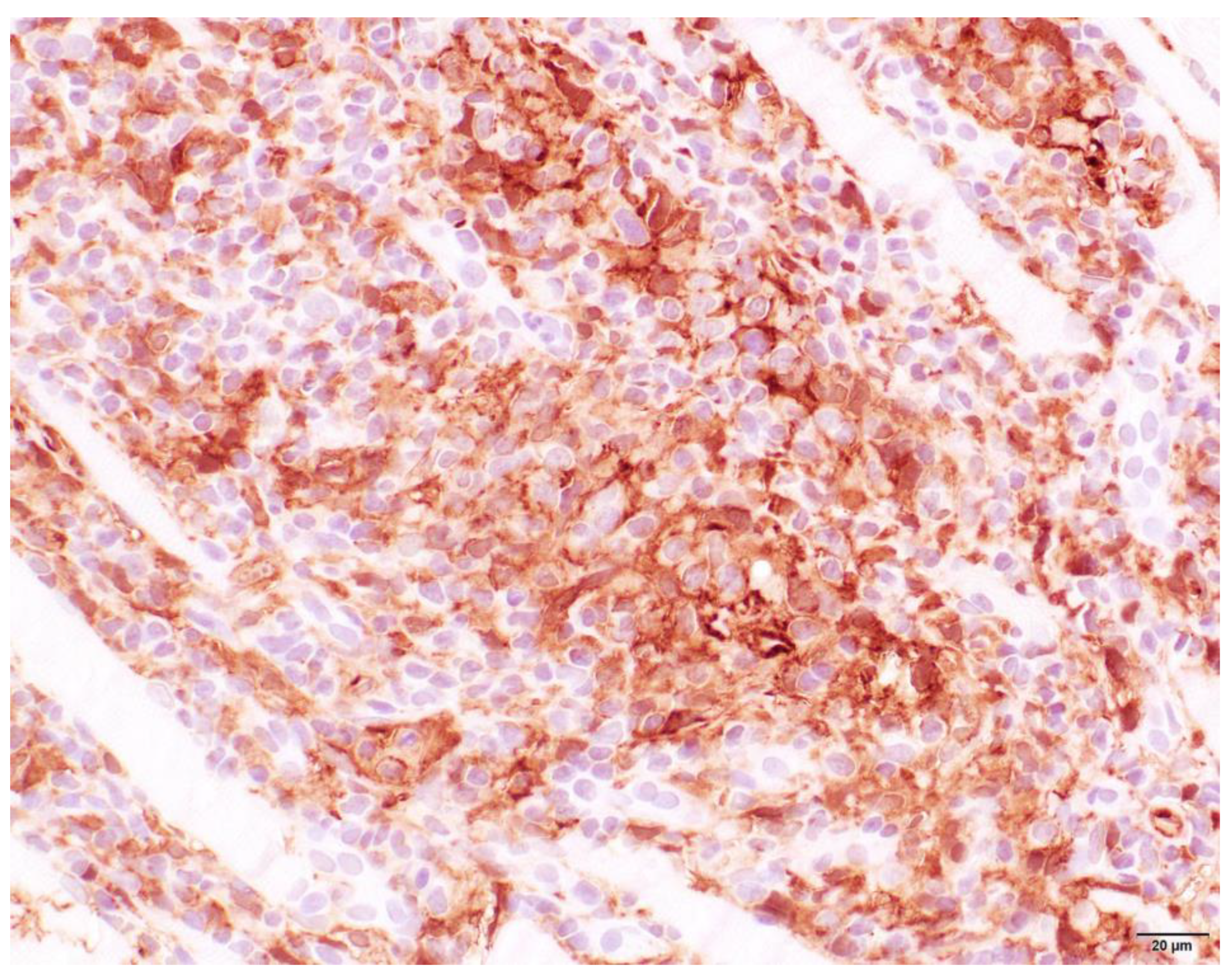 Animals 13 01508 g006 Animals 13 01508 g006