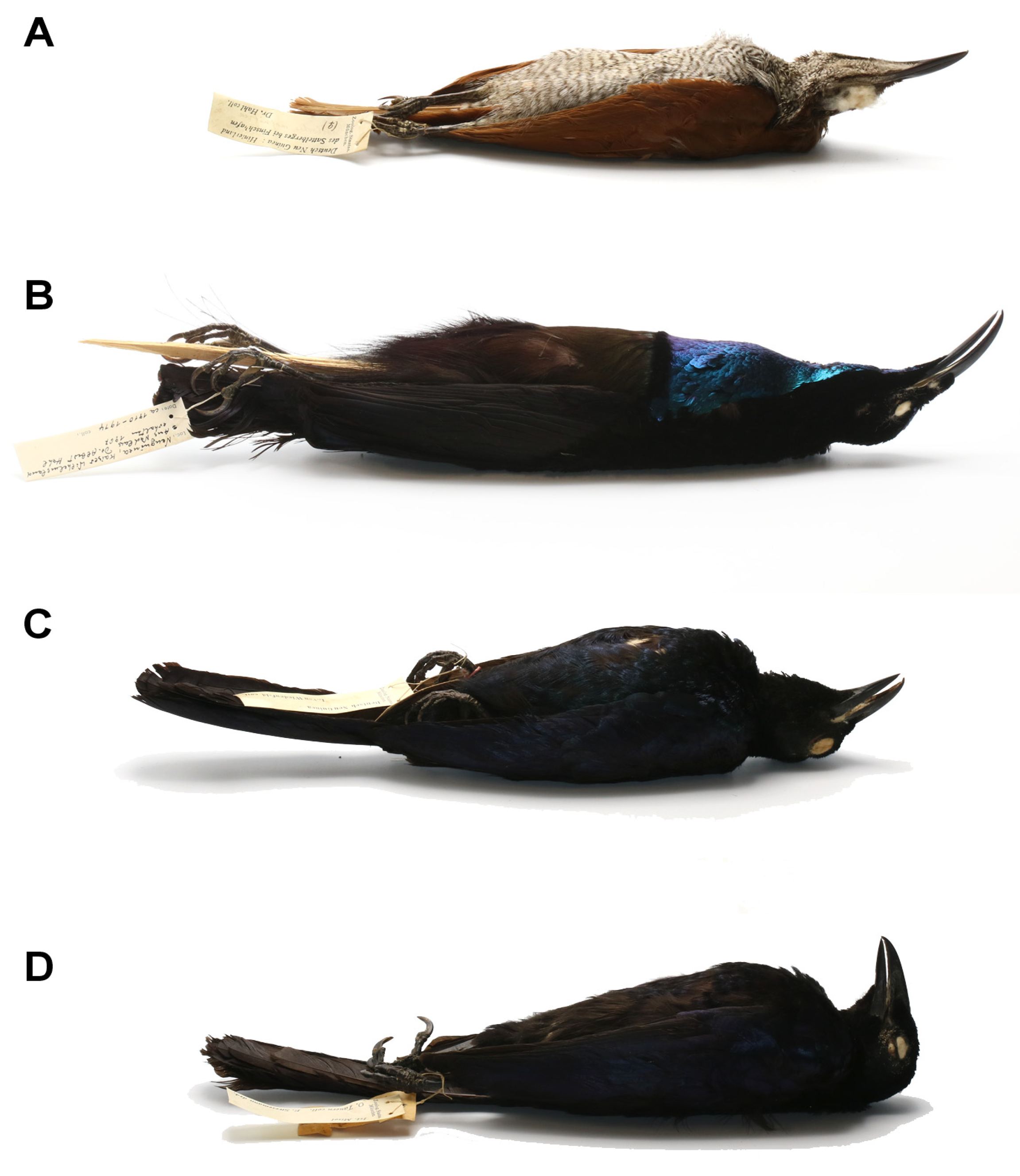 Animals 13 01509 g004 Animals 13 01509 g004