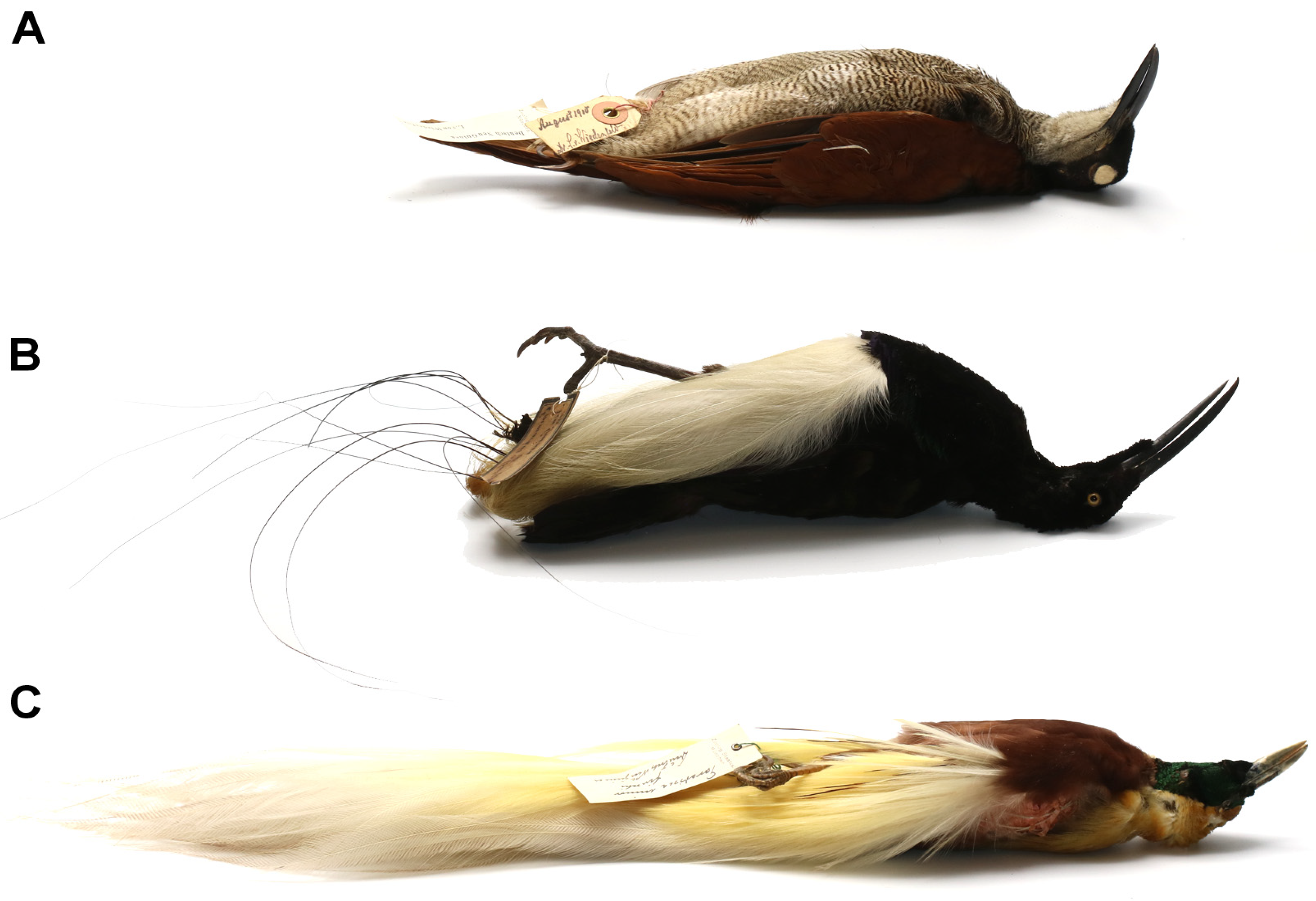 Animals 13 01509 g007 Animals 13 01509 g007