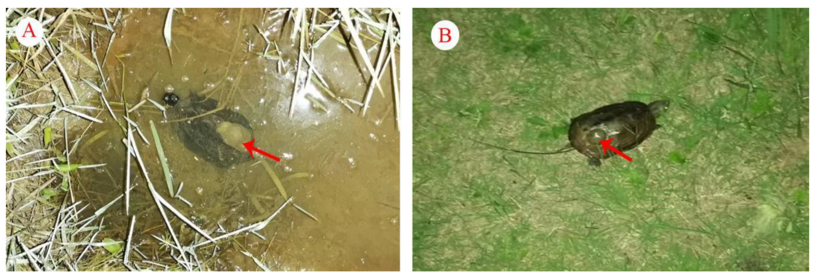 Animals 13 01514 g005