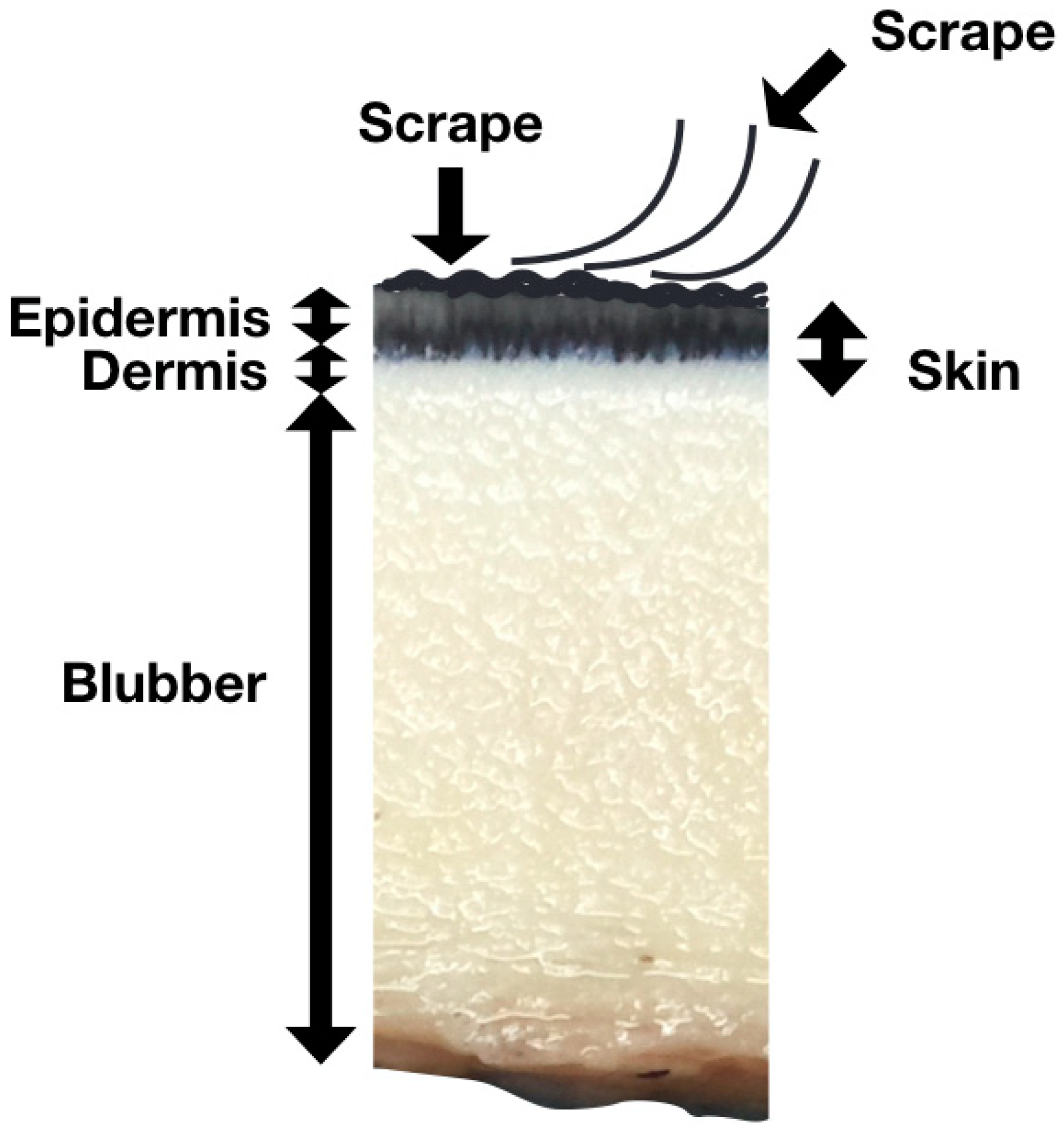 Animals 13 01521 g001 Animals 13 01521 g001