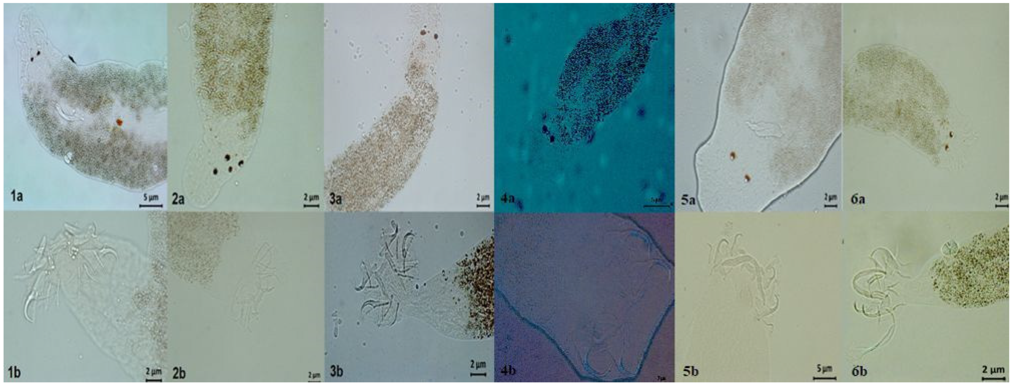 Animals 13 01525 g001 Animals 13 01525 g001