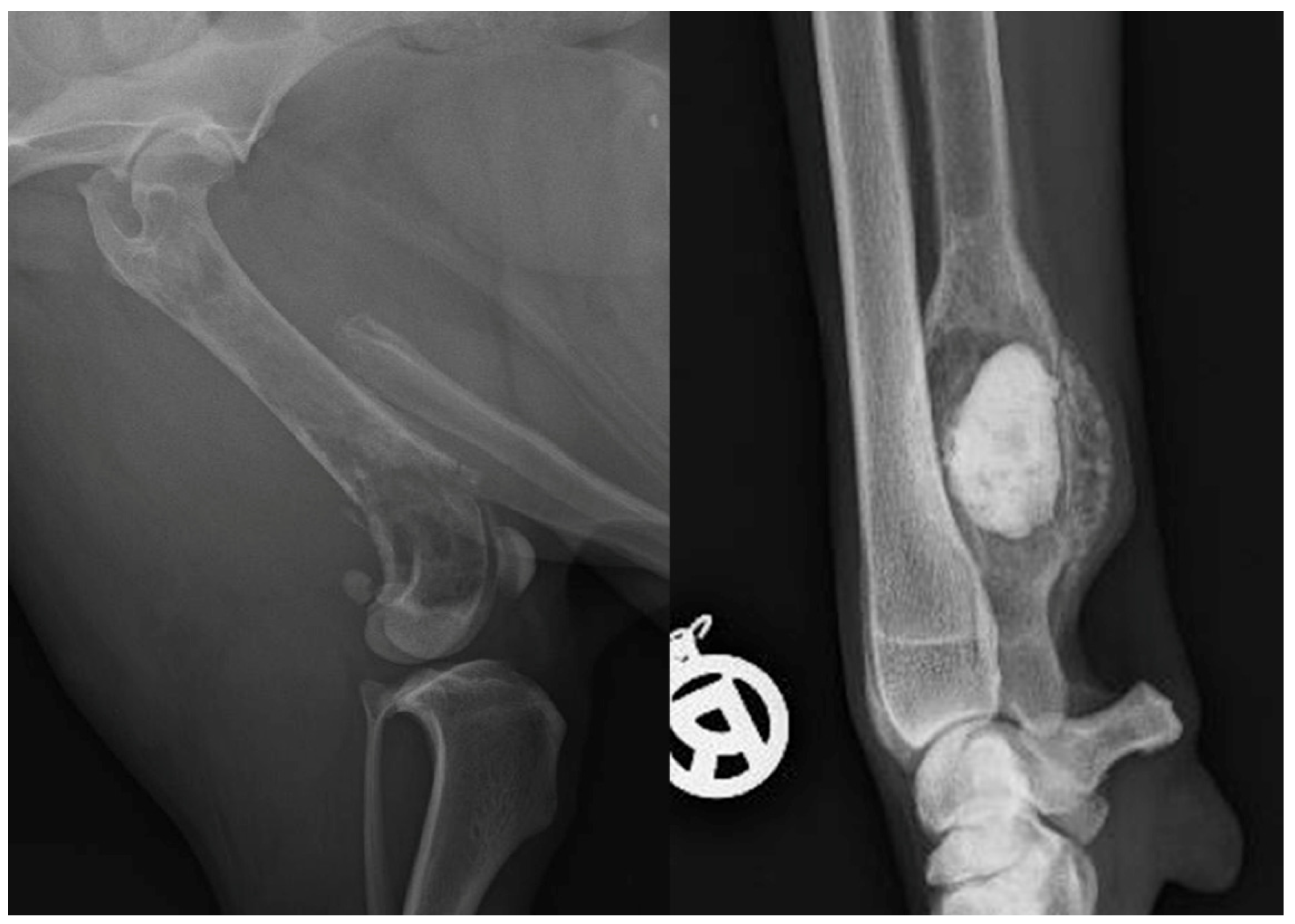 Animals 13 01540 g0a1 Animals 13 01540 g0a1