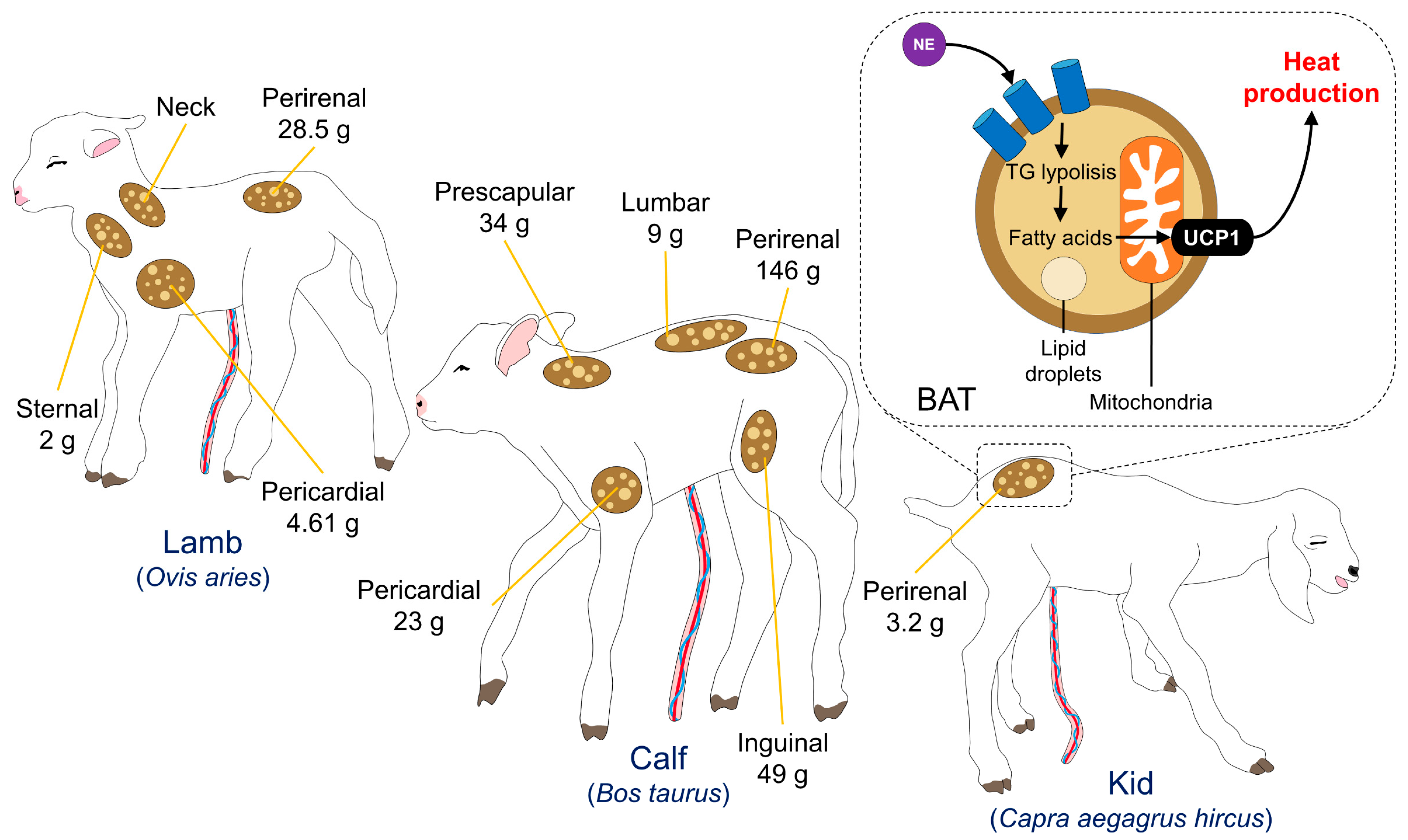 Animals 13 01542 g003 Animals 13 01542 g003