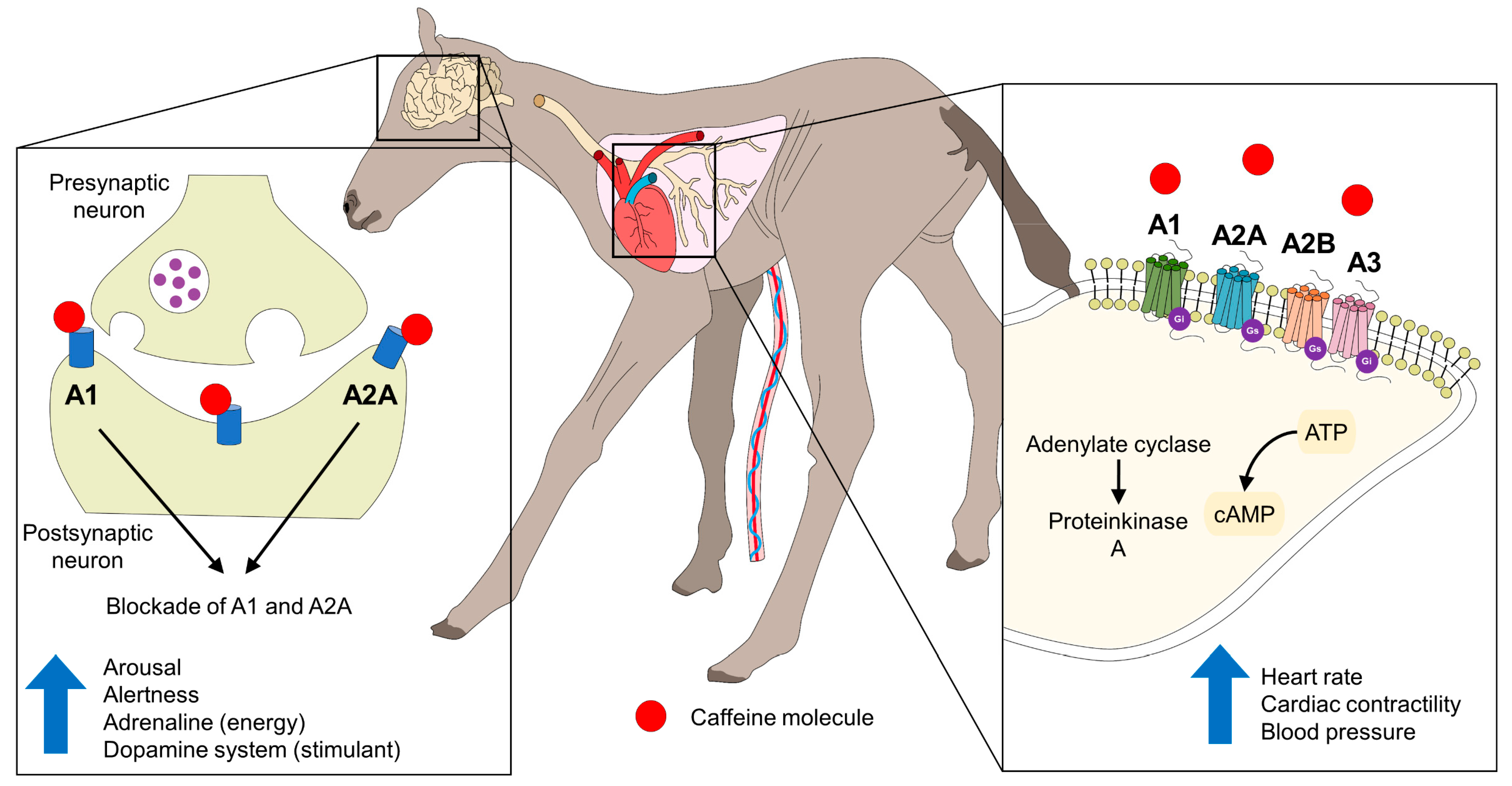 Animals 13 01542 g004 Animals 13 01542 g004