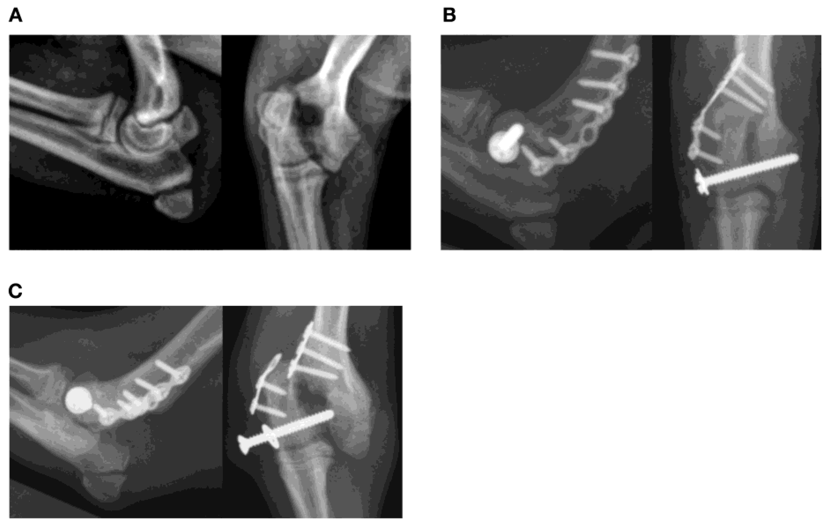 Animals 13 01549 g003 Animals 13 01549 g003