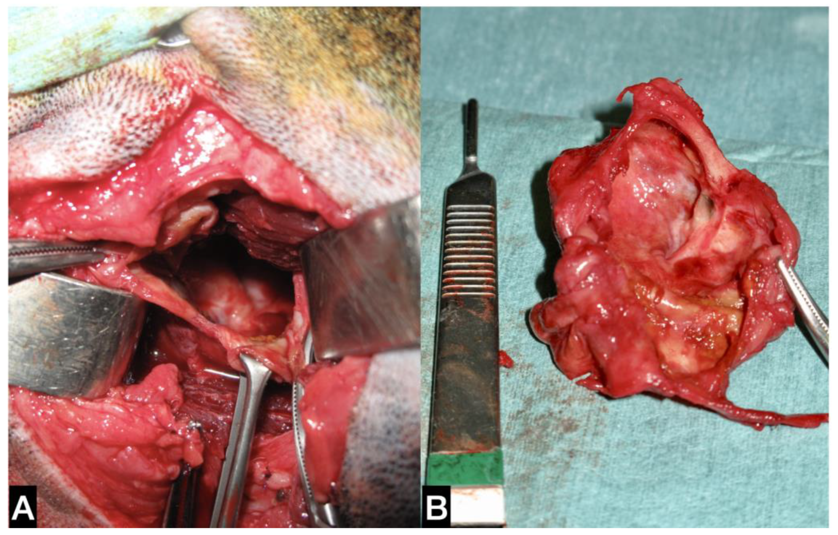 Animals 13 01550 g002