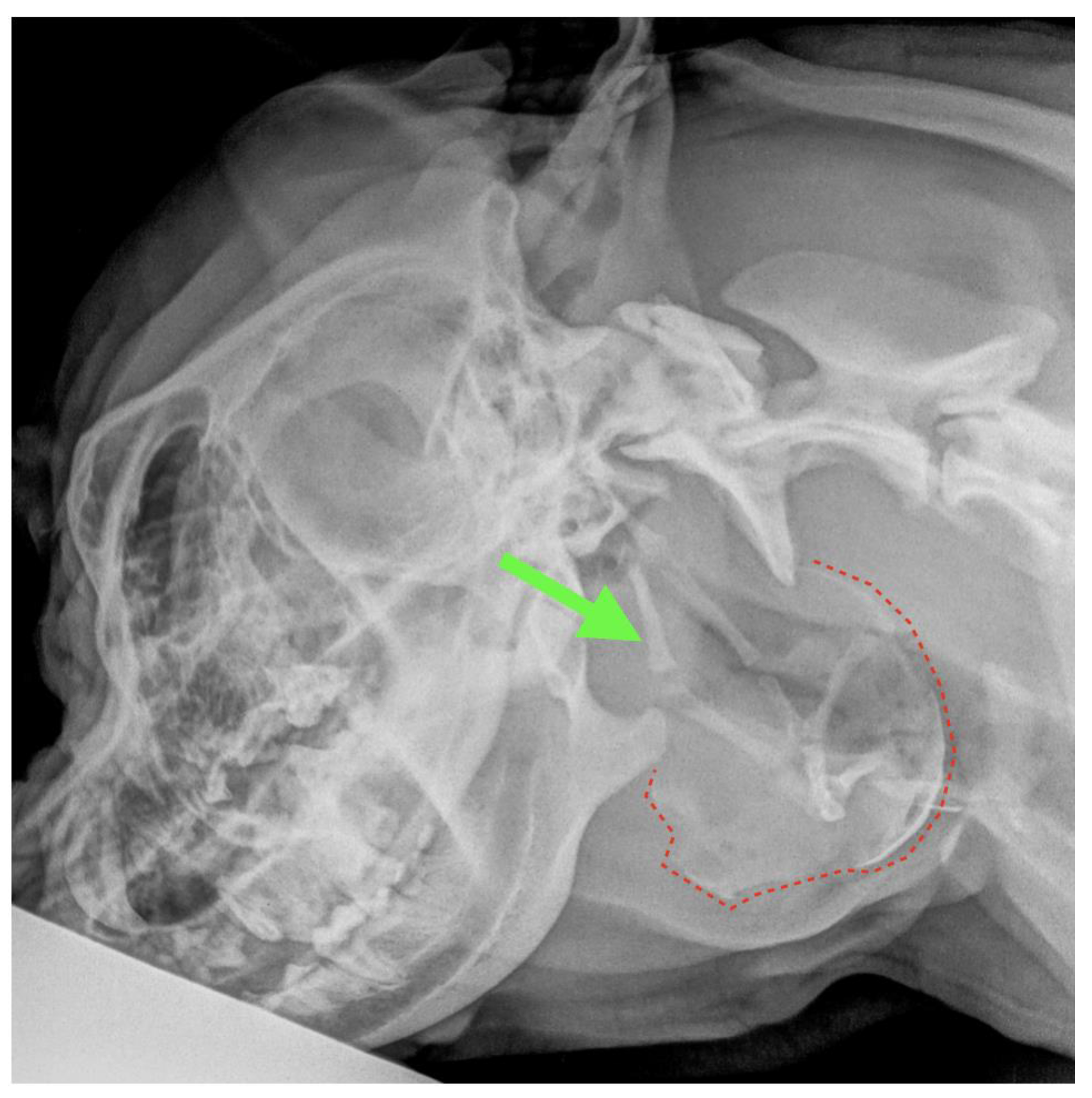 Animals Free FullText Diagnostic Findings and Surgical Management