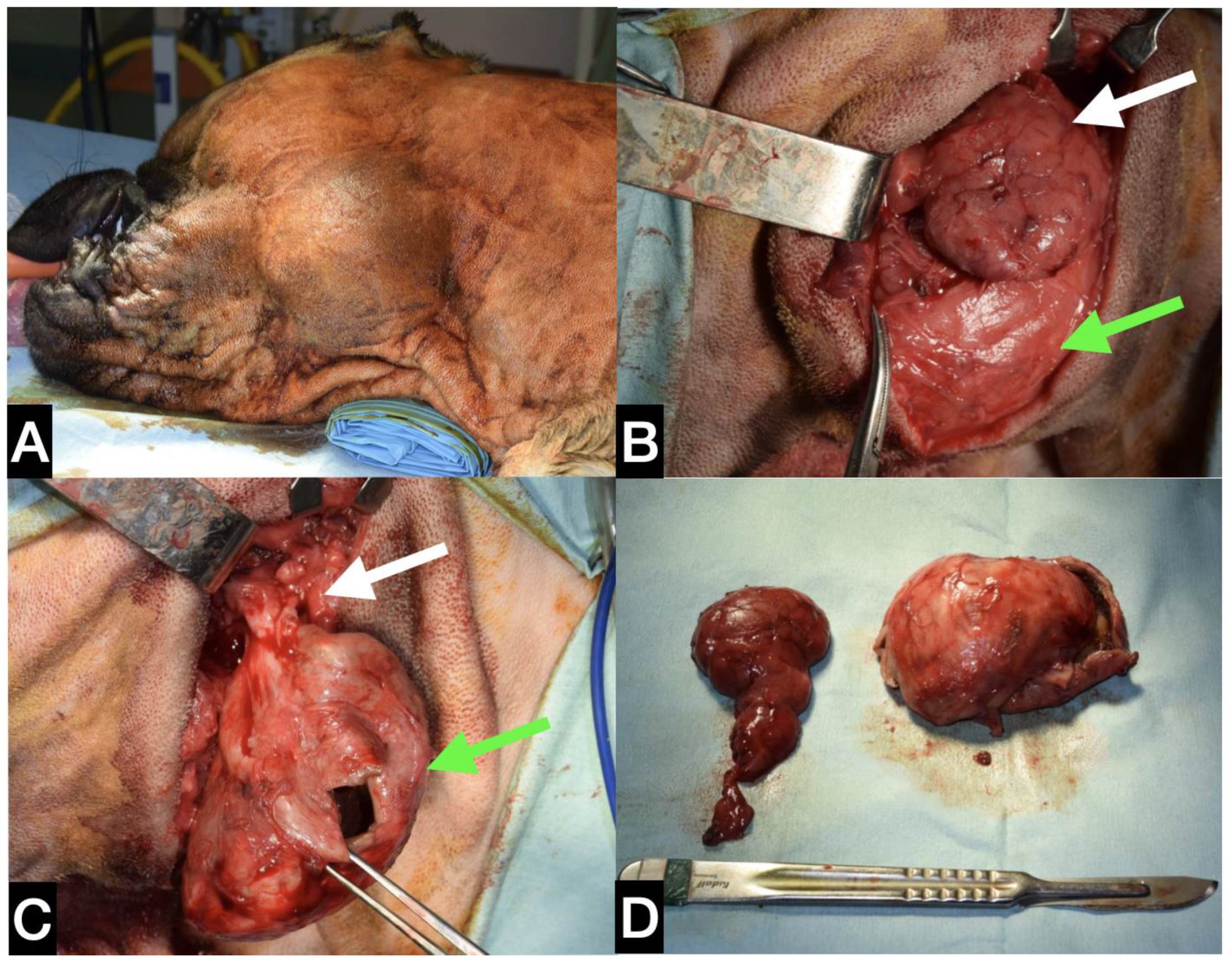 Animals 13 01550 g005