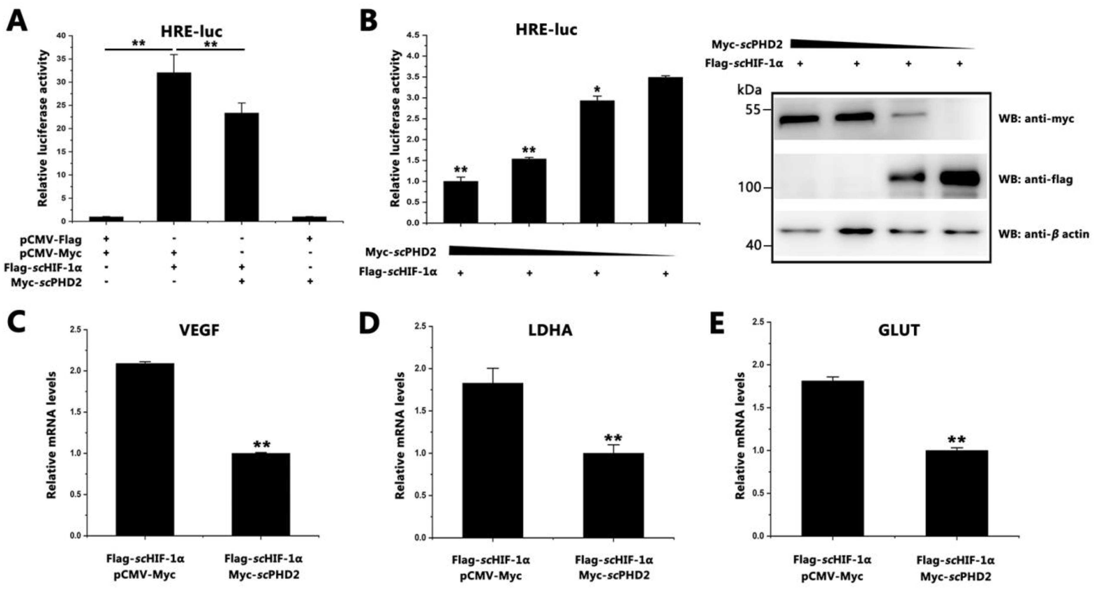 Animals 13 01556 g002 Animals 13 01556 g002