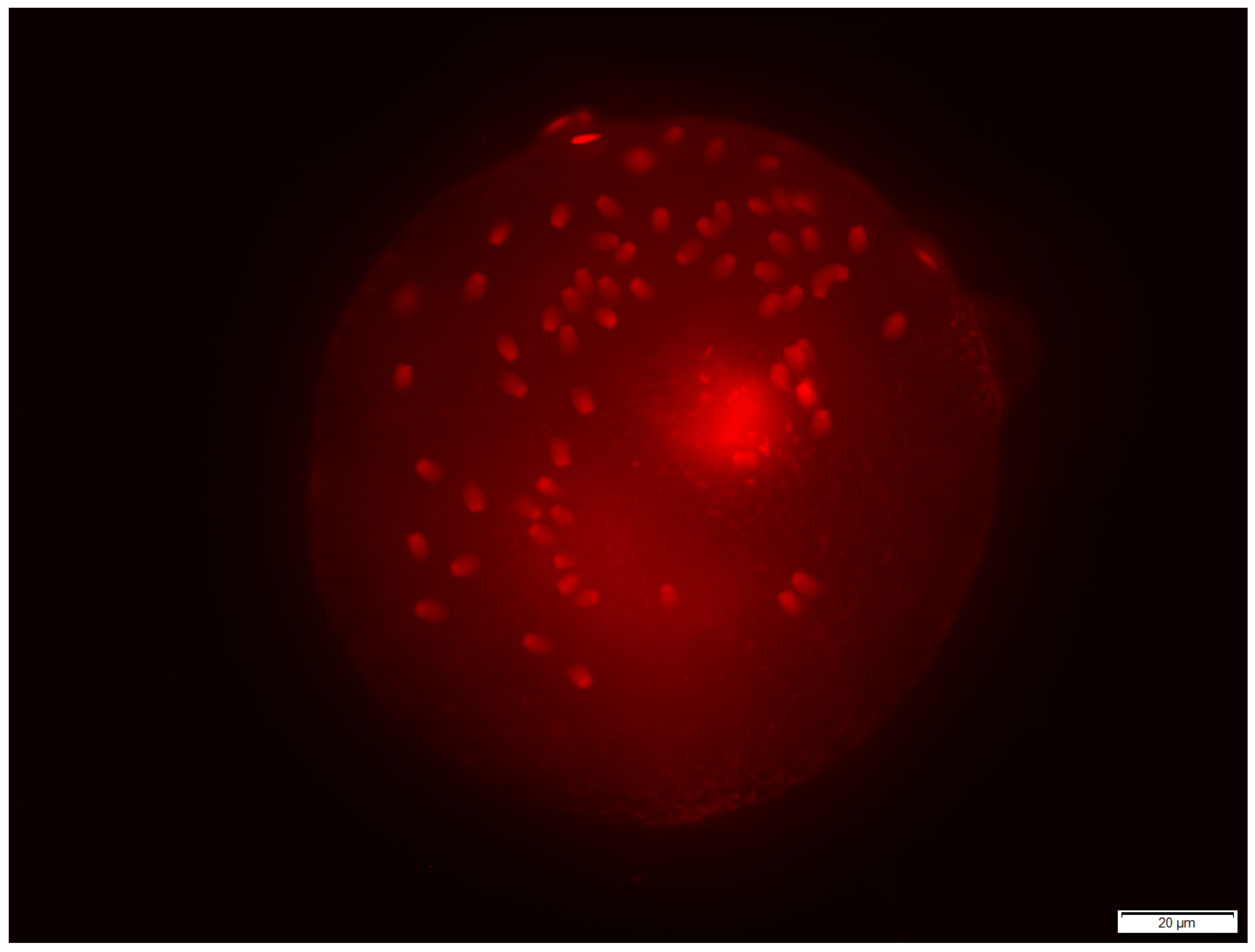 Animals 13 01580 g003