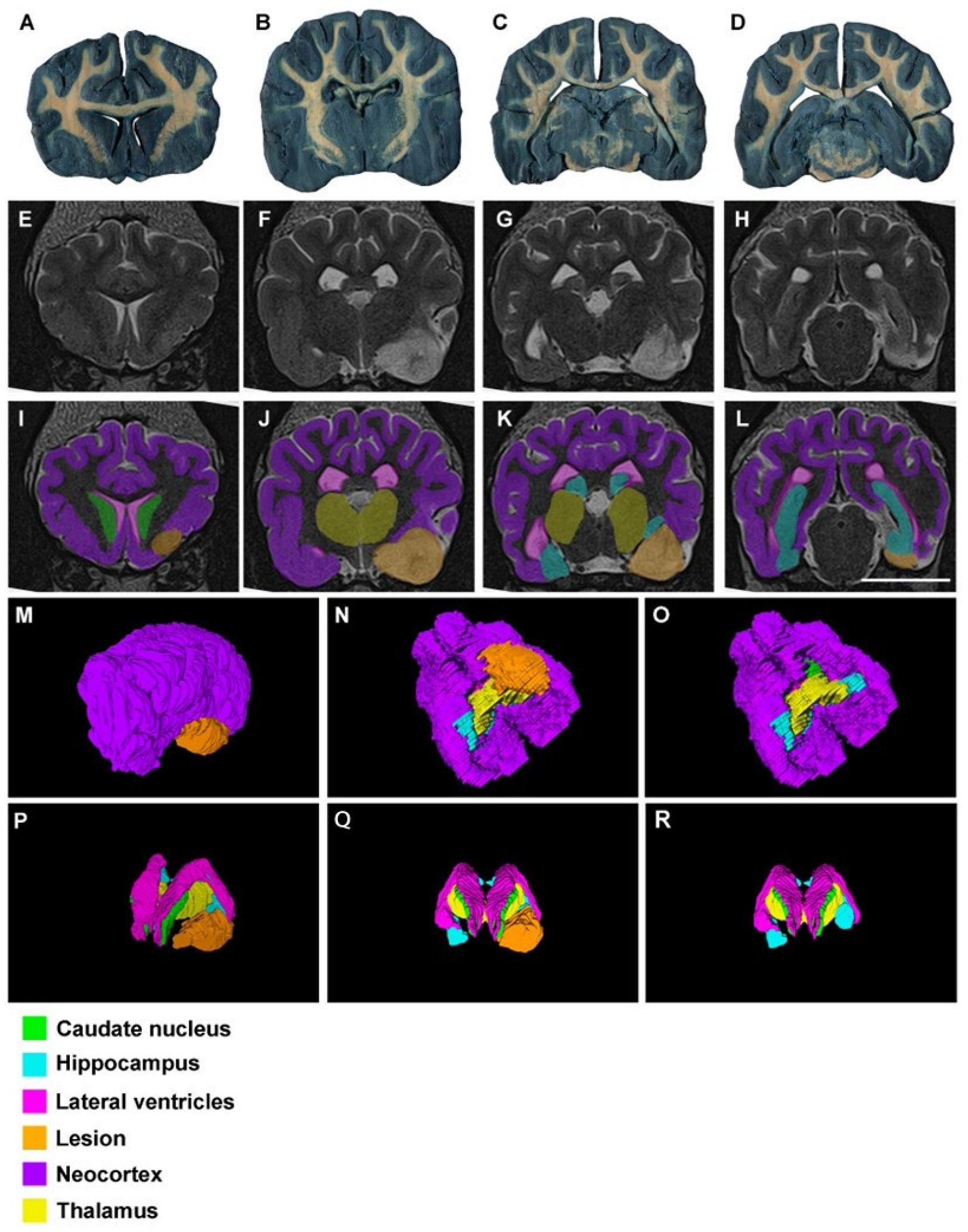 Animals 13 01601 g005 Animals 13 01601 g005