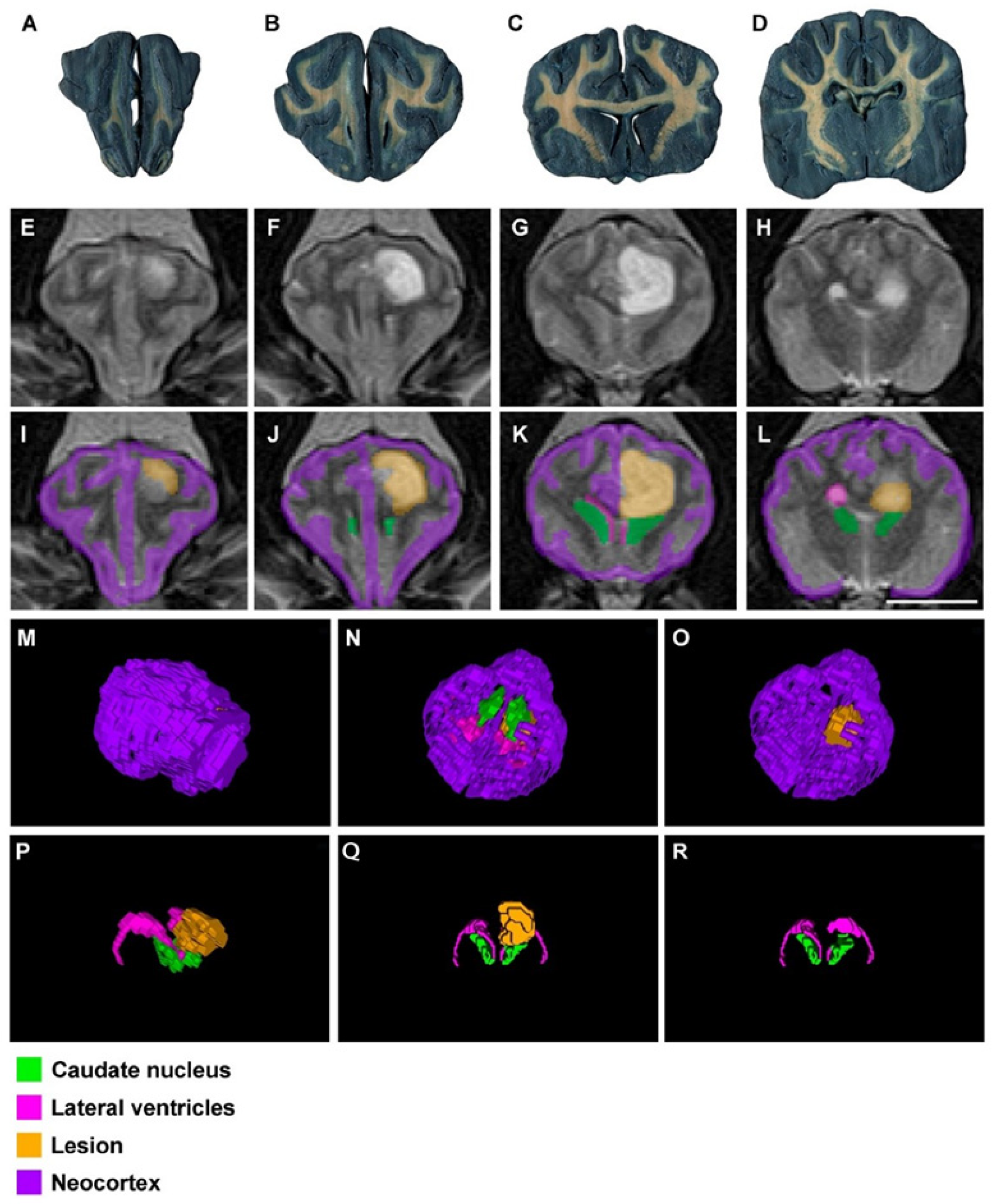 Animals 13 01601 g006 Animals 13 01601 g006