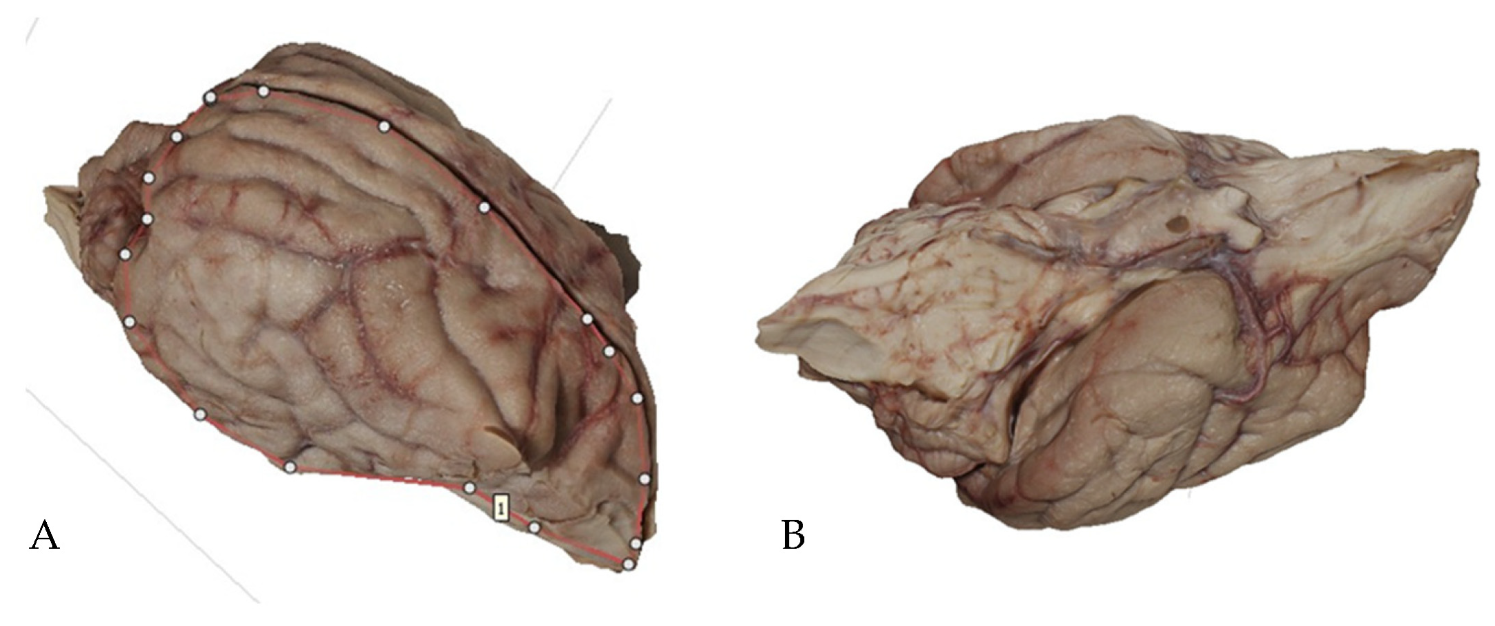 Animals 13 01601 g007 Animals 13 01601 g007