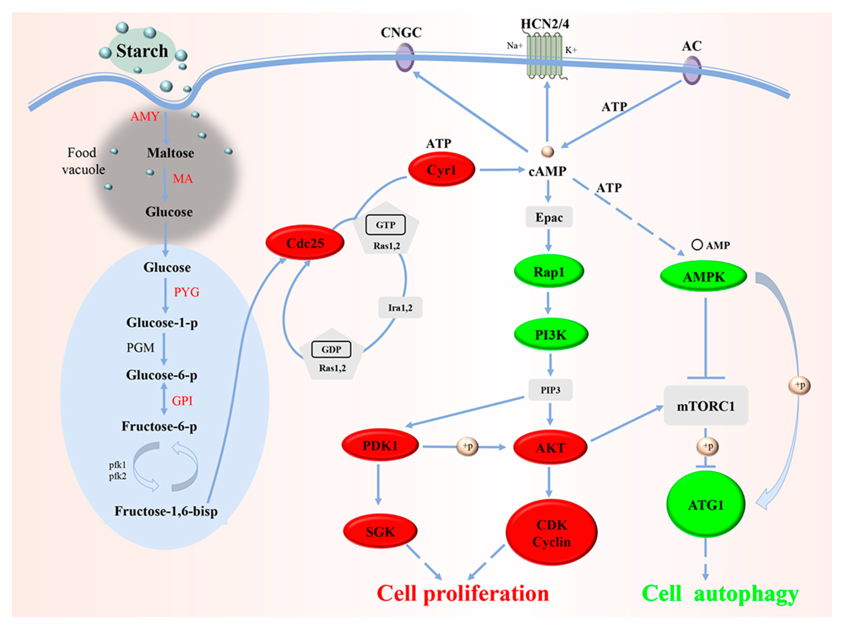 Animals 13 01608 g009 Animals 13 01608 g009