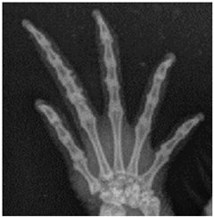 Animals 13 01613 i001