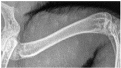 Animals 13 01613 i002