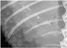 Animals 13 01613 i003