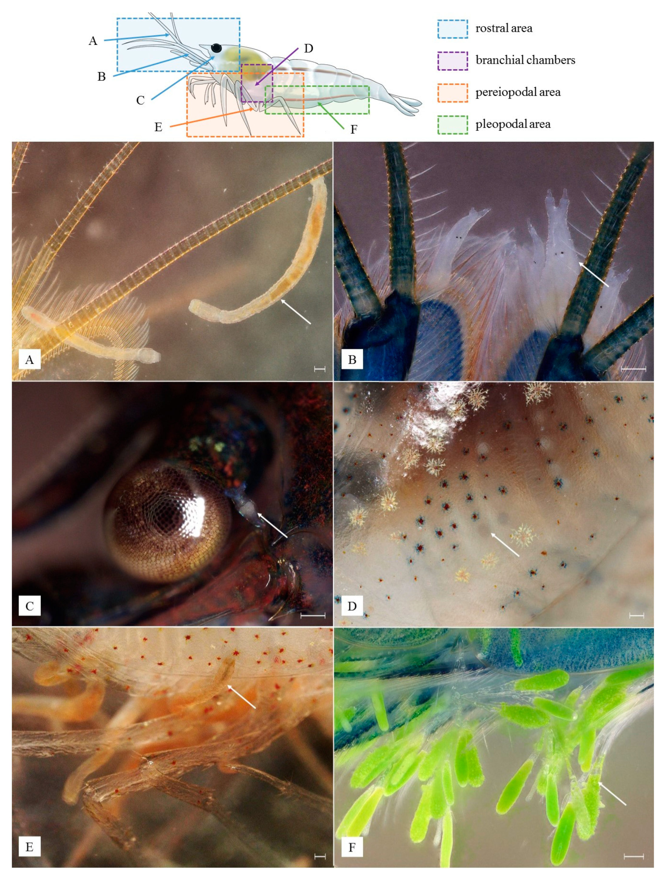 Animals 13 01616 g001