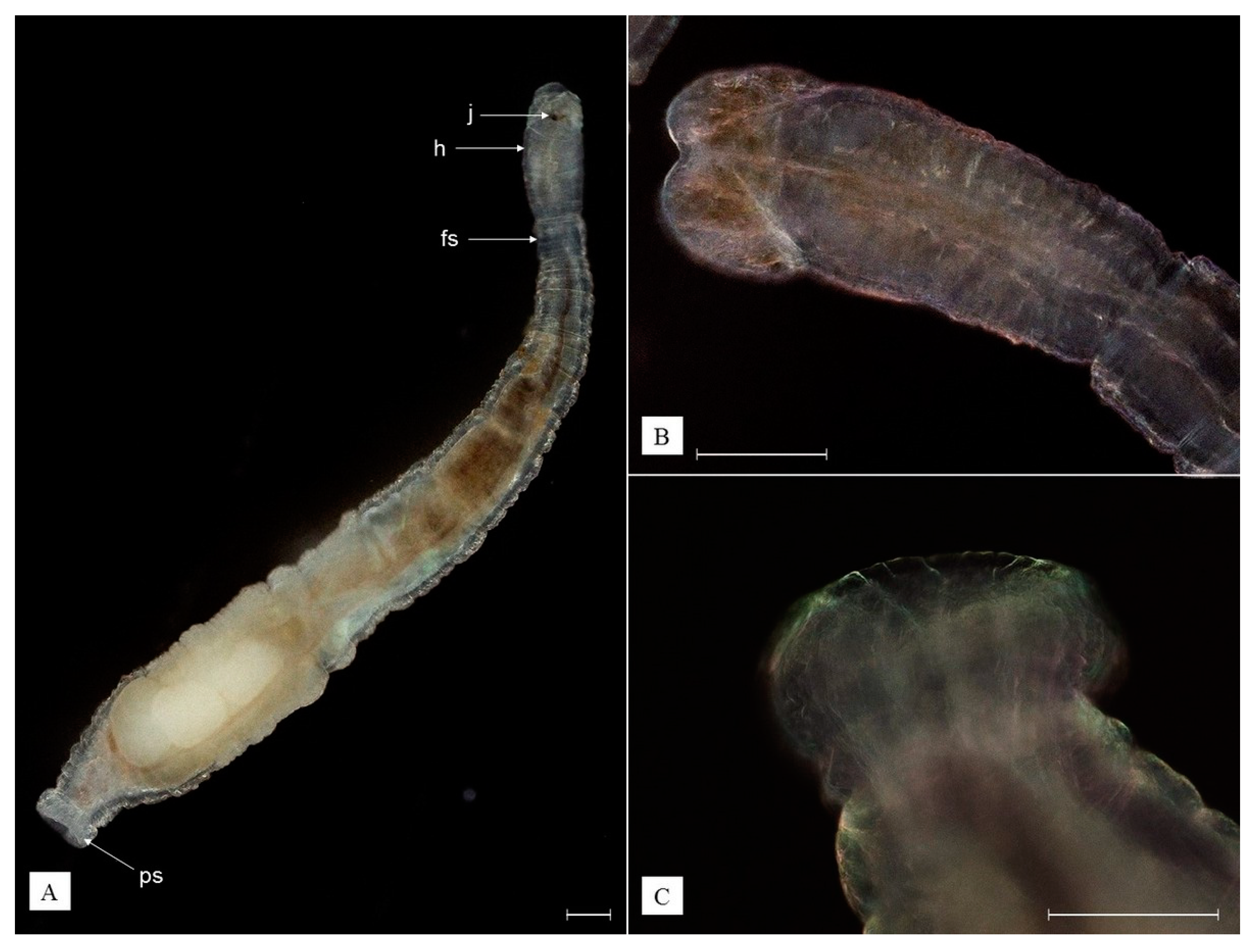 Animals 13 01616 g006