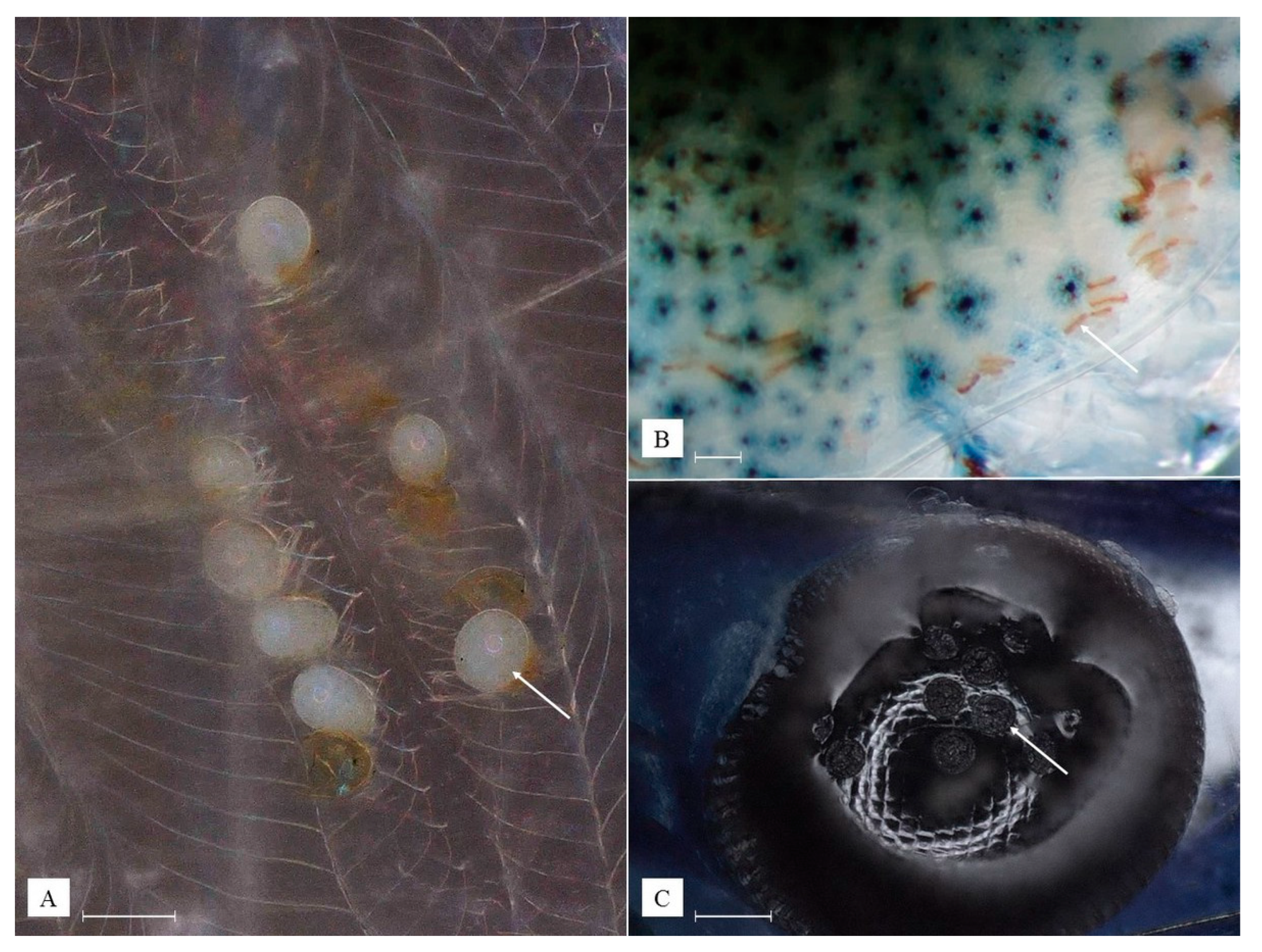 Animals 13 01616 g008