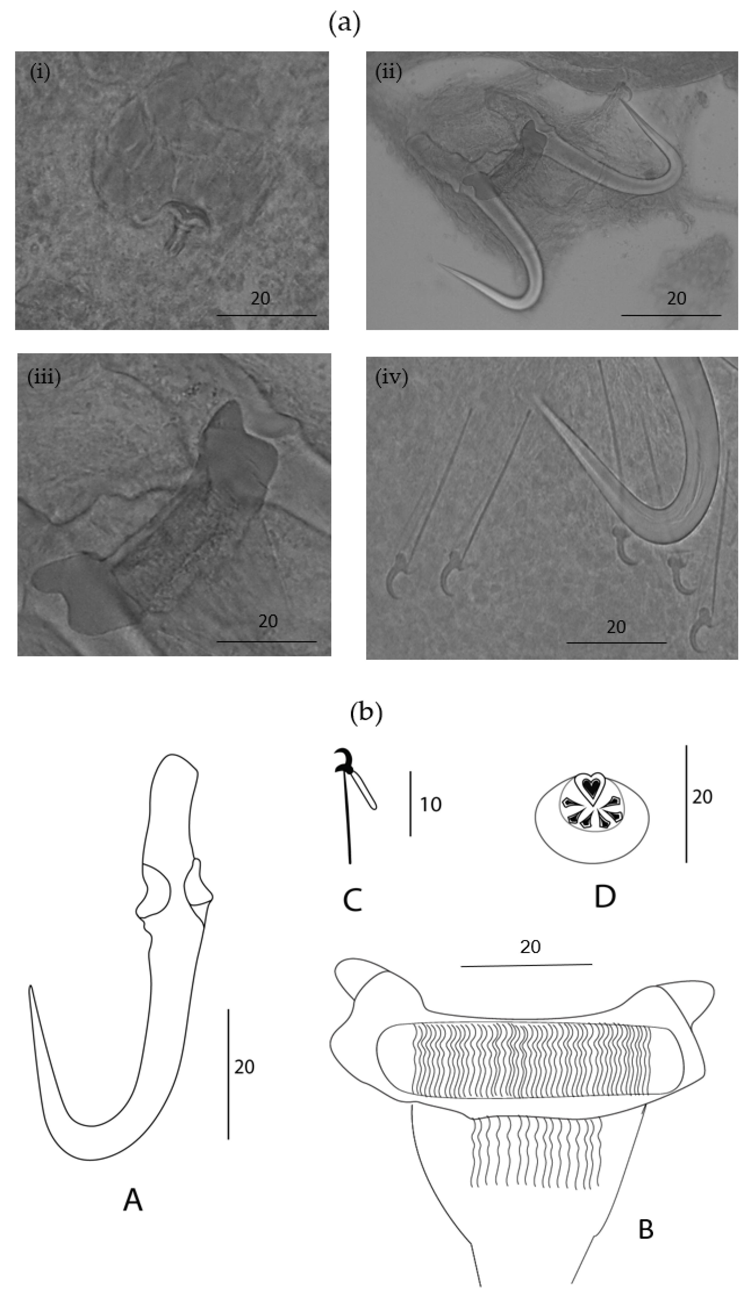 Animals 13 01624 g002 Animals 13 01624 g002