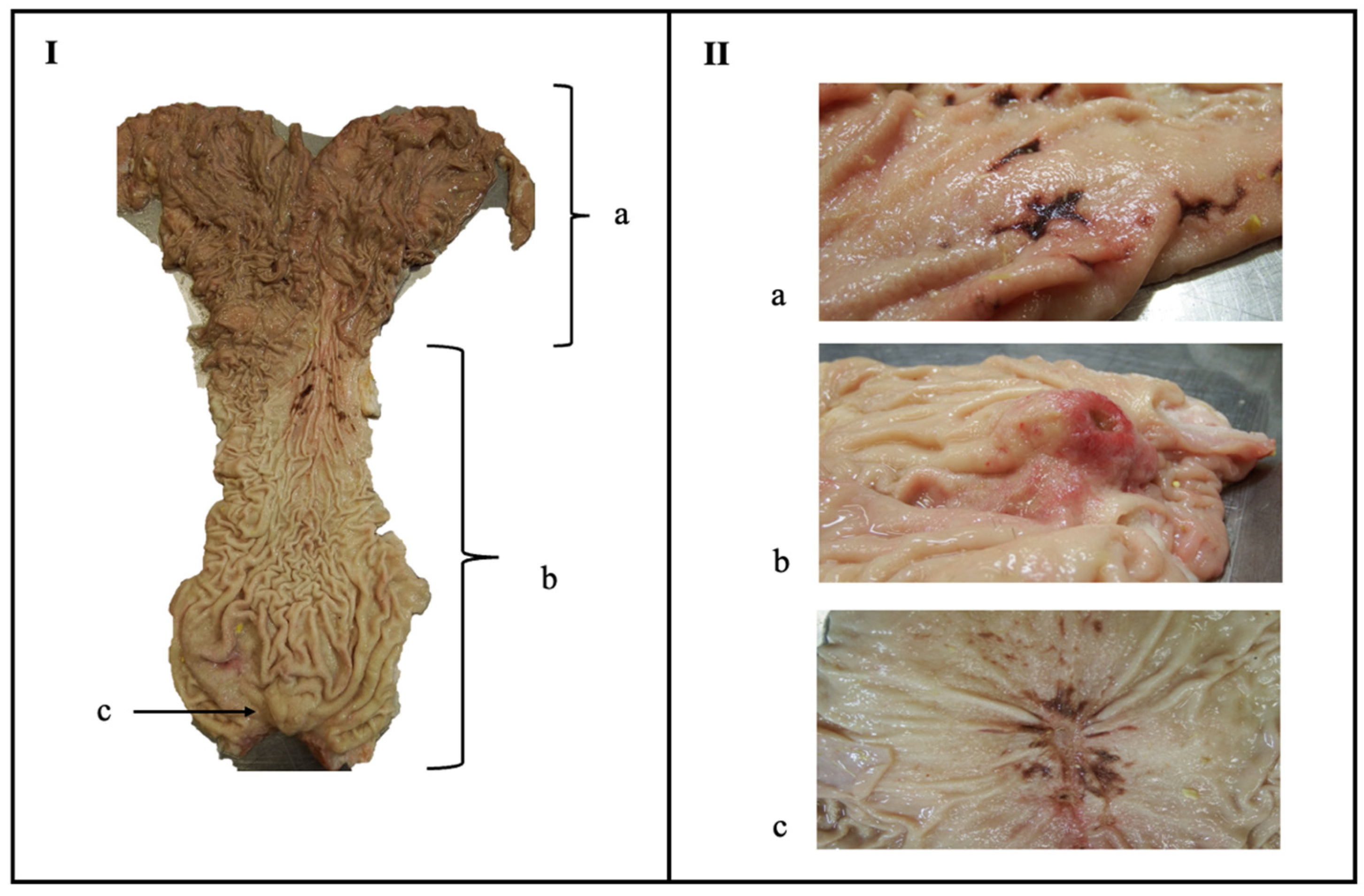 Animals 13 01664 g001 Animals 13 01664 g001
