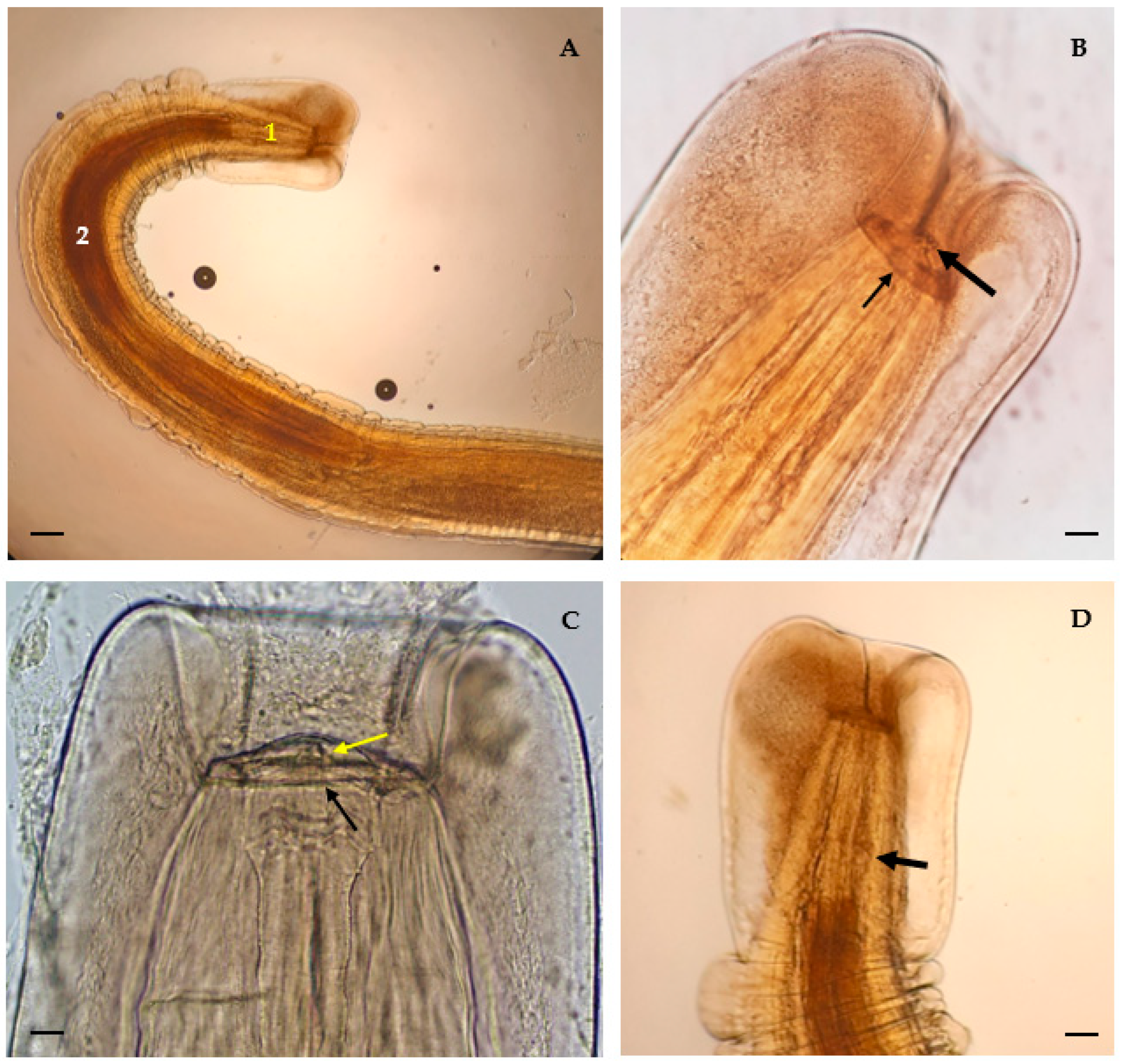 Animals 13 01669 g001 Animals 13 01669 g001