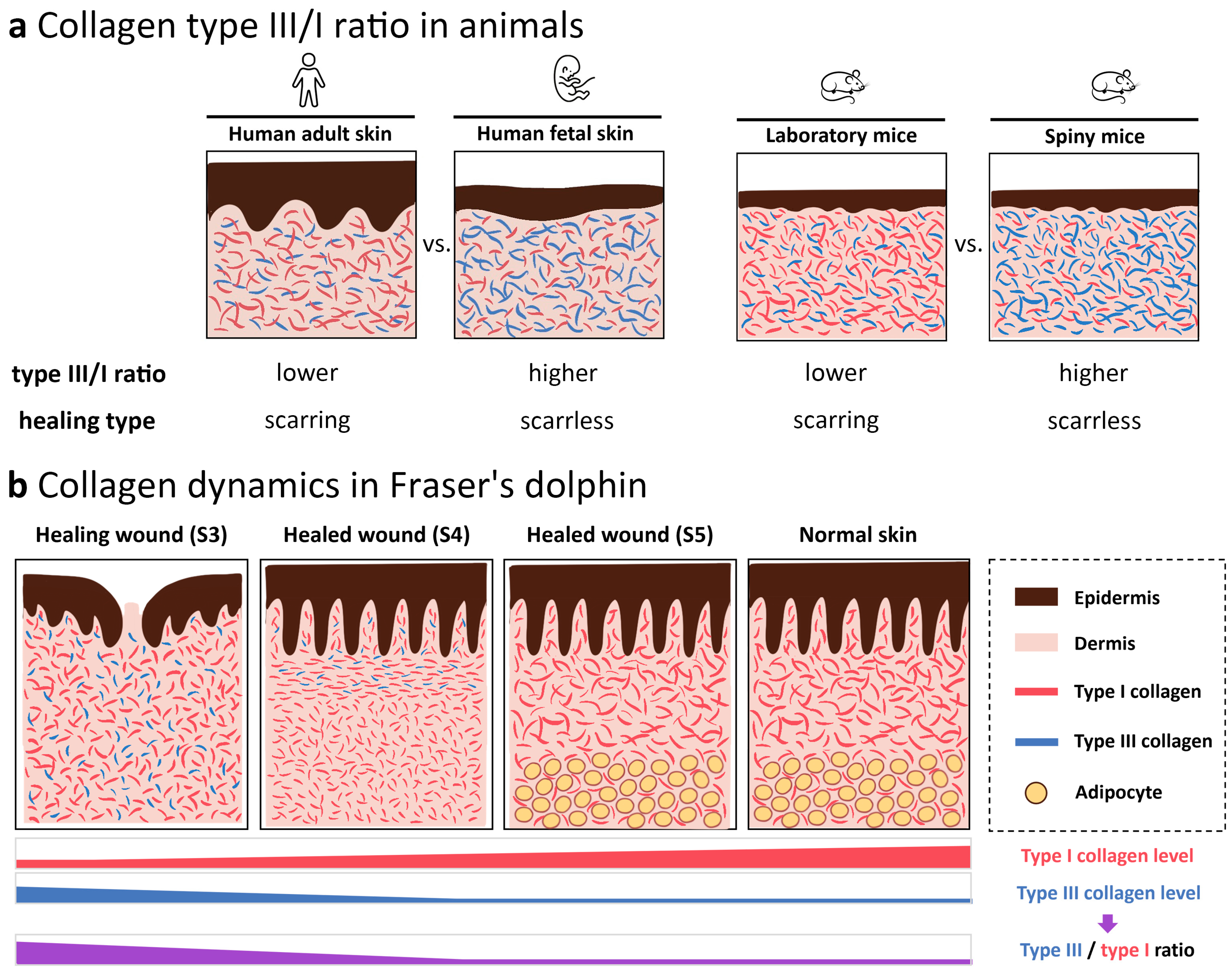 Animals 13 01681 g006 Animals 13 01681 g006