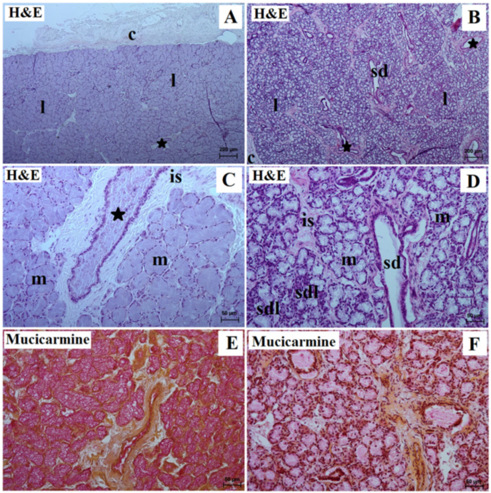 Animals 13 01684 g003