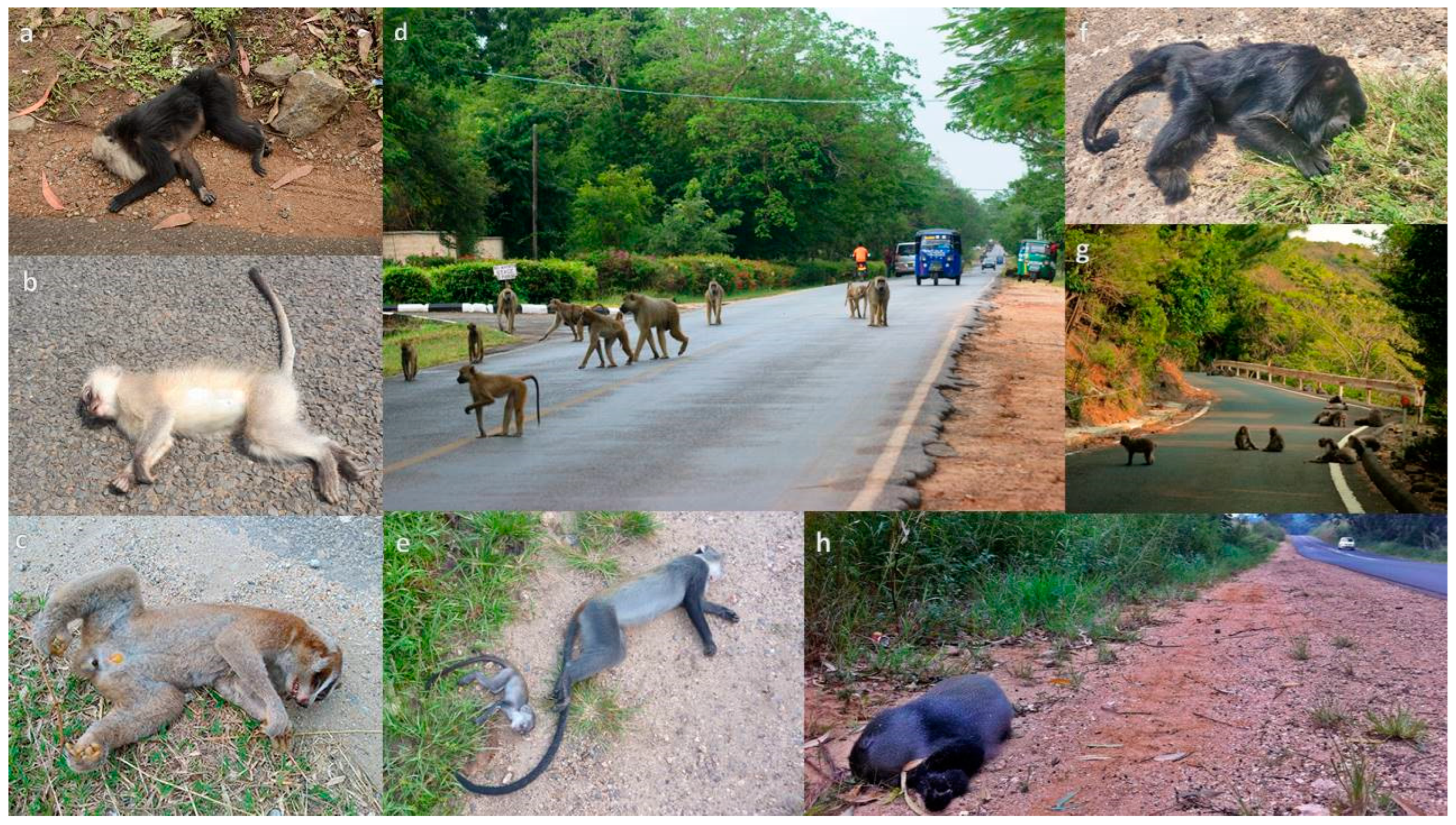 Animals 13 01692 g002 Animals 13 01692 g002