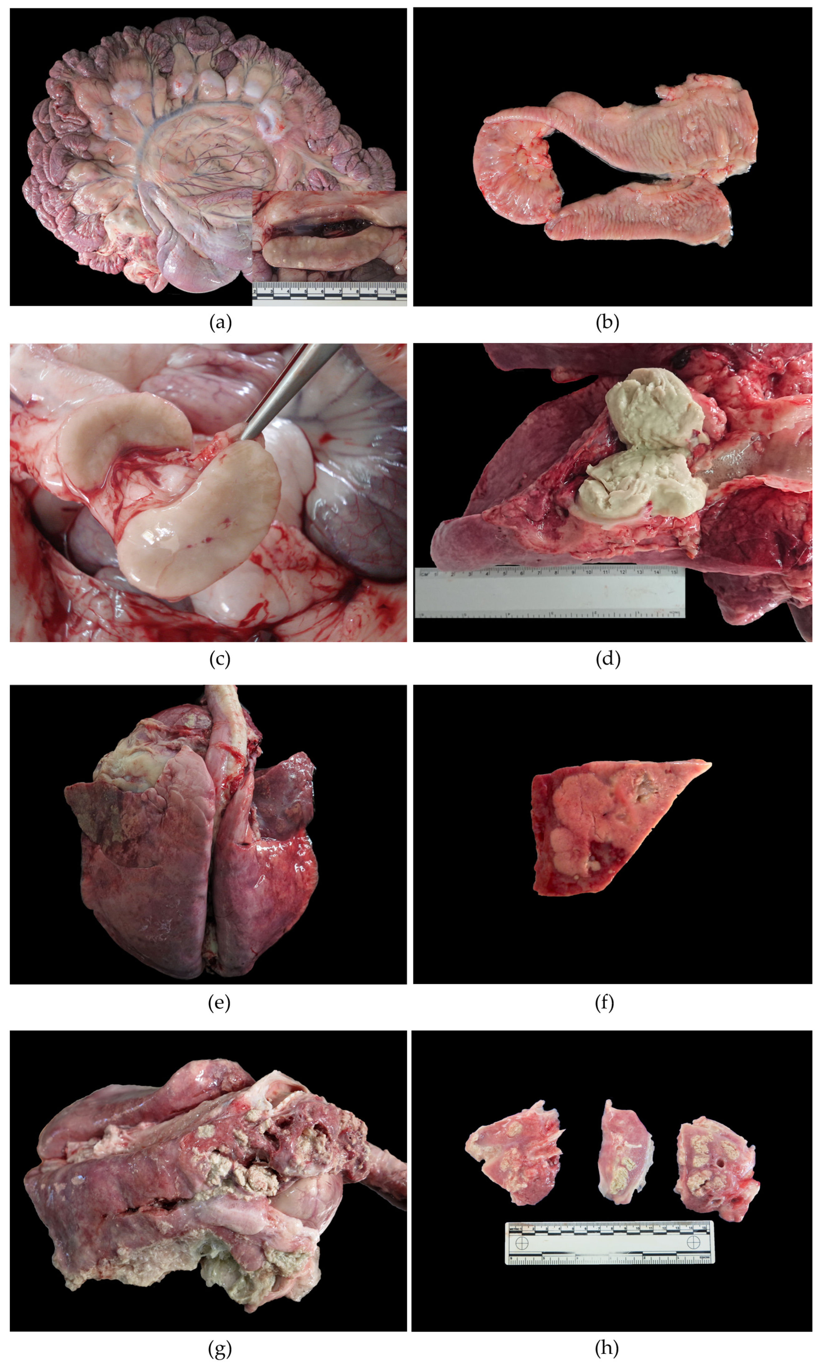 Animals 13 01693 g001