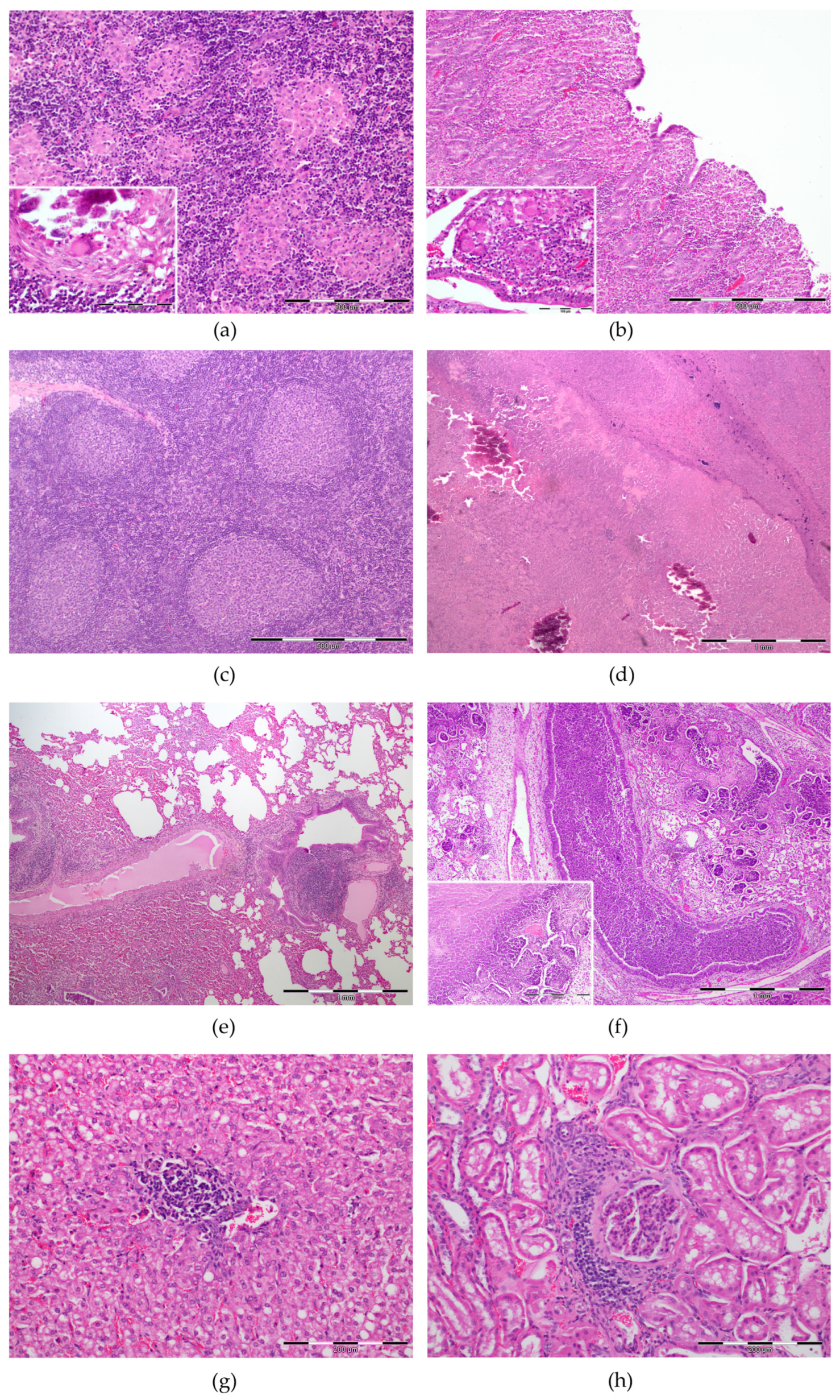 Animals 13 01693 g002