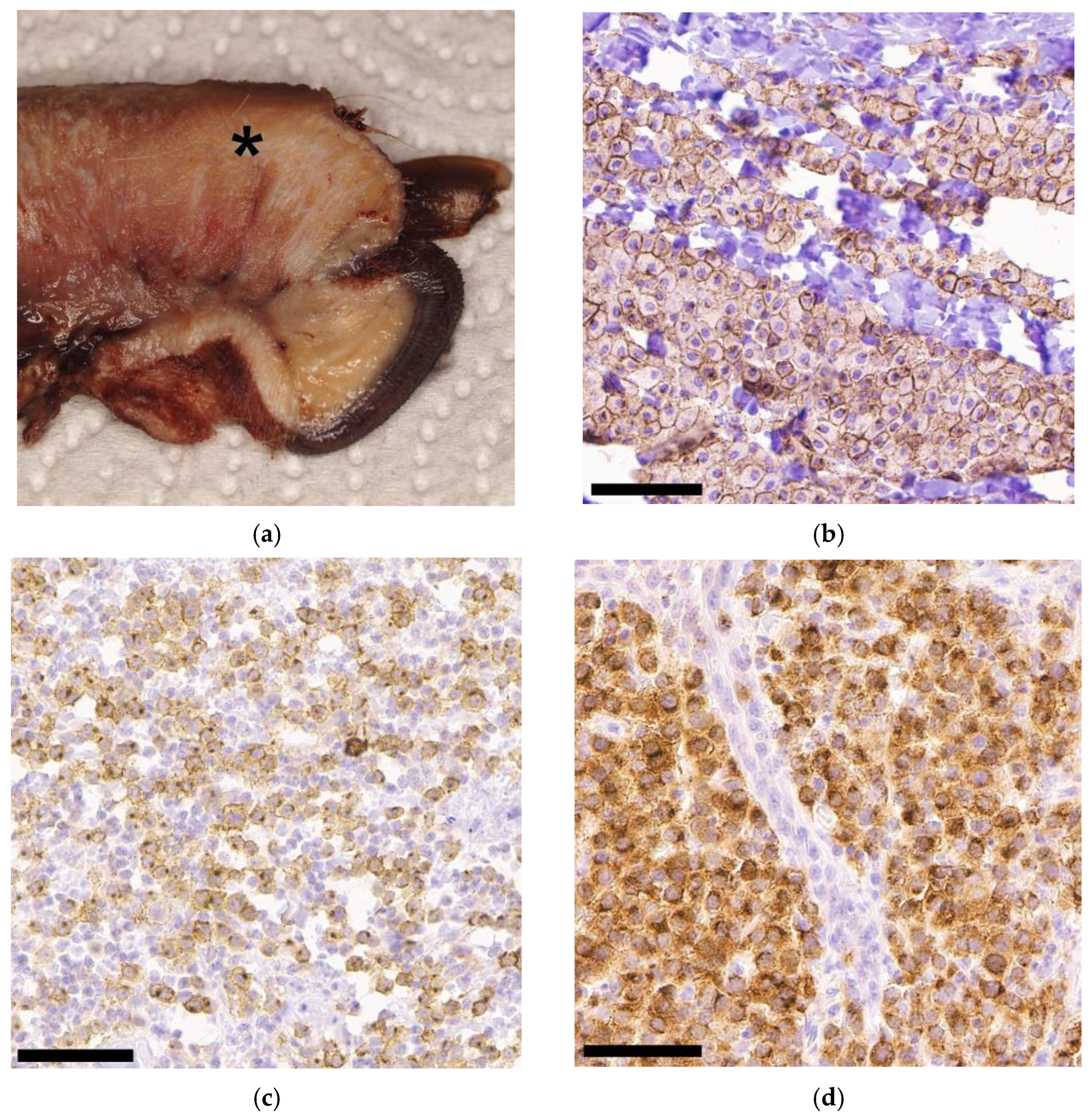 Animals 13 01694 g001a Animals 13 01694 g001a