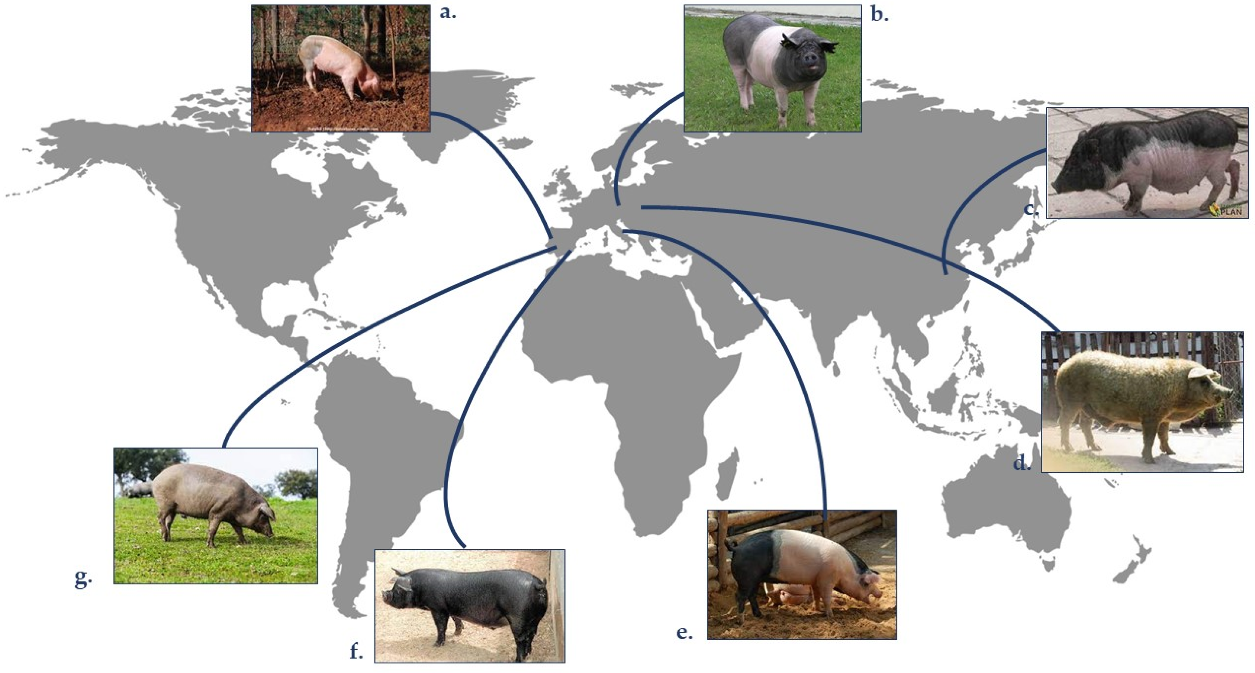 Animals 13 01696 g001 Animals 13 01696 g001