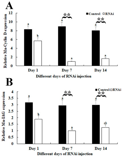 RNAi Analysis of Potential Functions of Cyclin B3 in