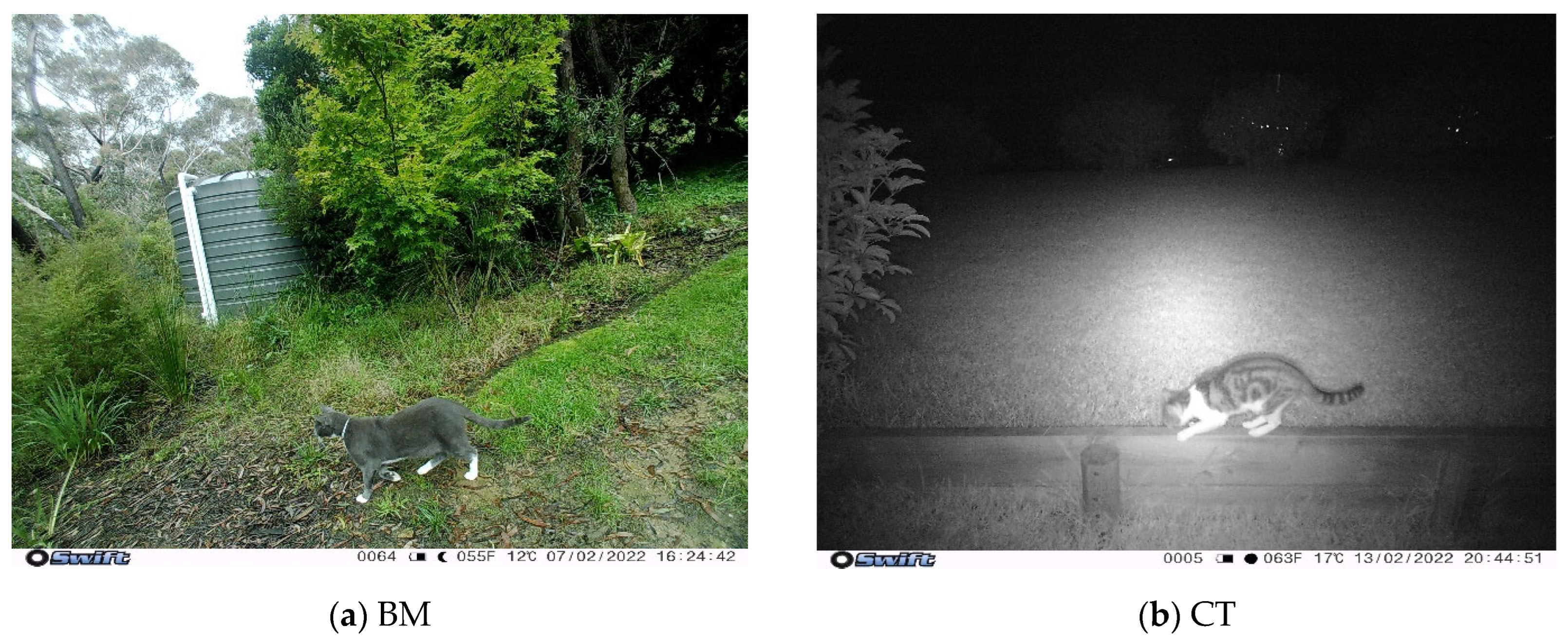 Animals 13 01711 g005