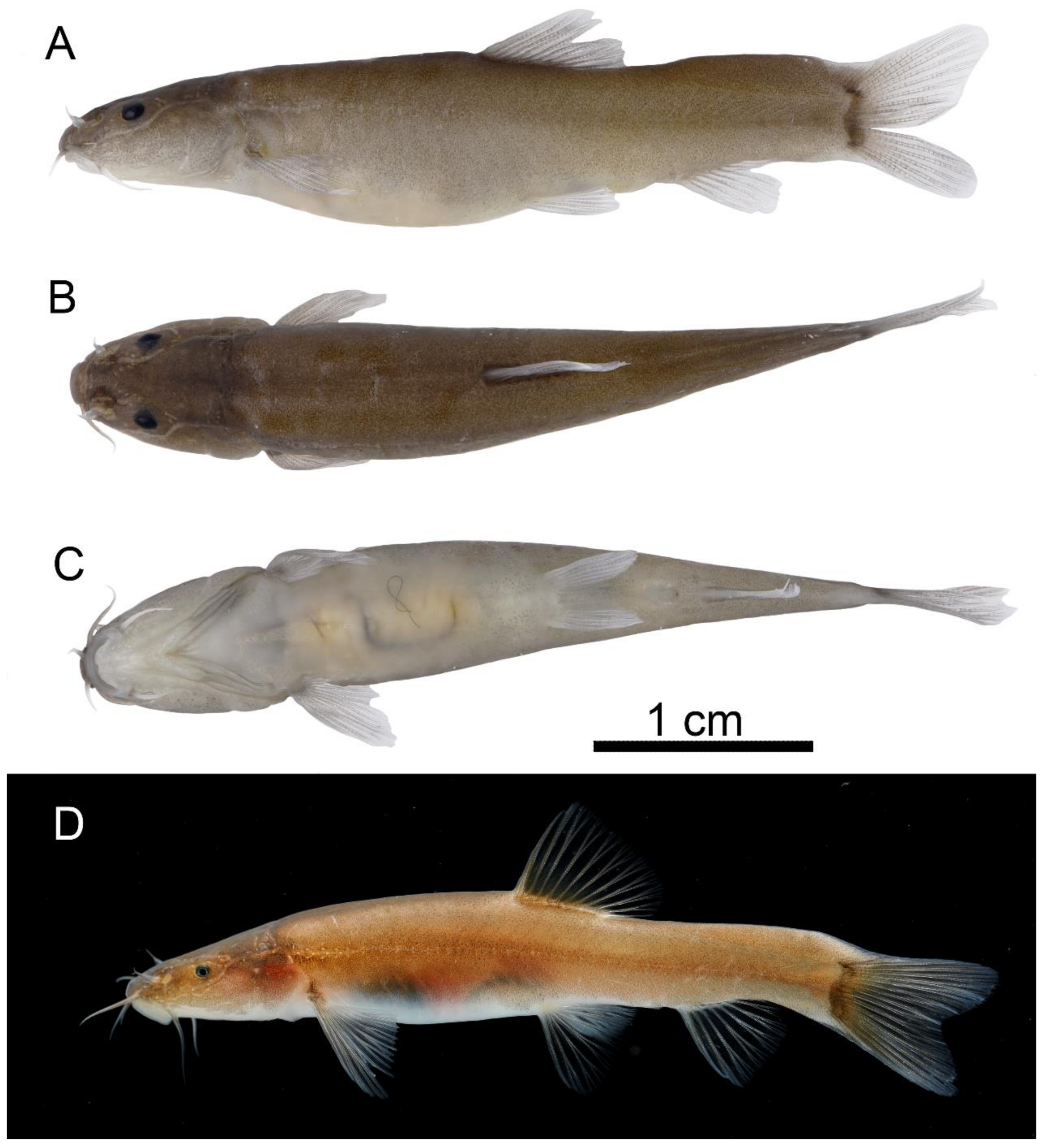 Animals 13 01712 g001