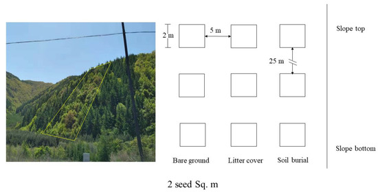 Density-Dependent Seed Predation of Quercus wutaishanica by