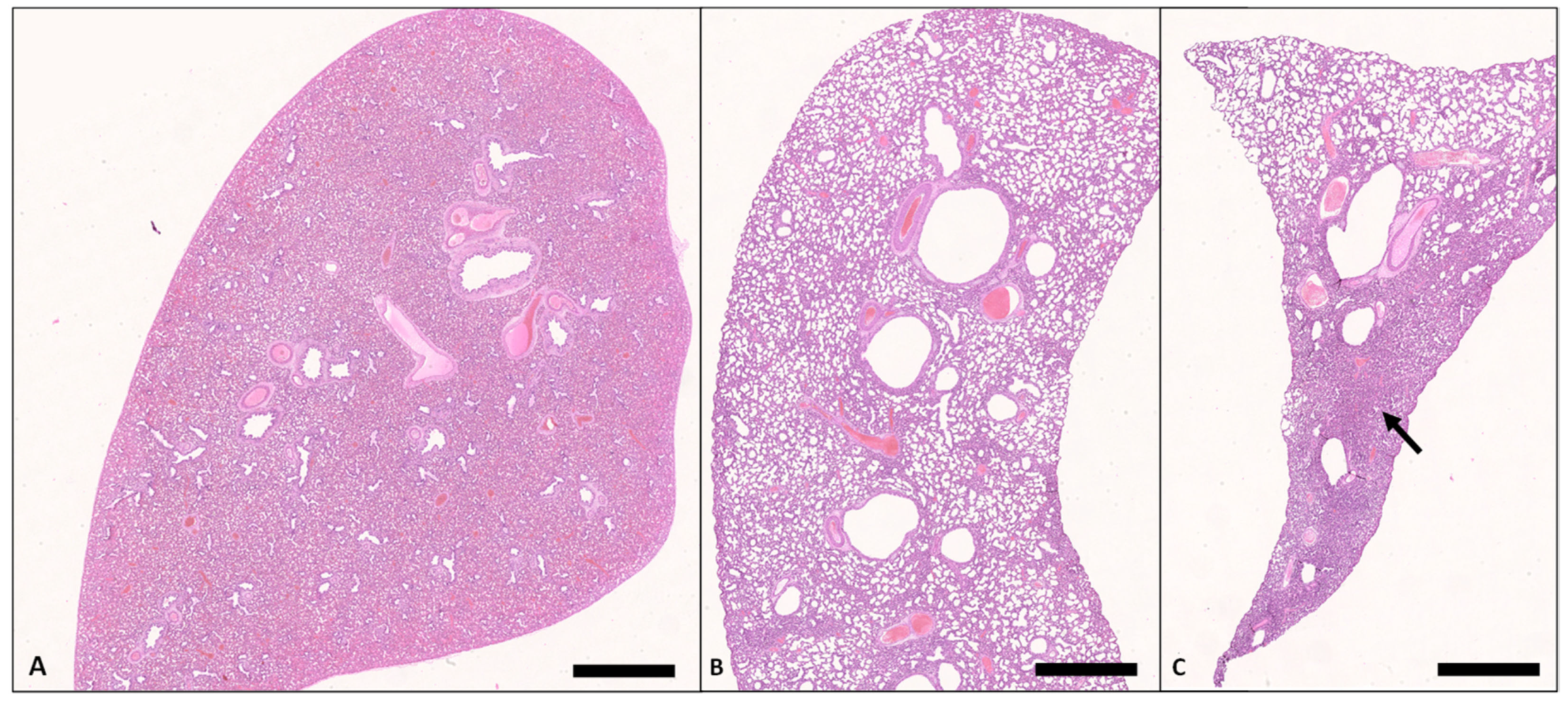 Animals 13 01741 g005