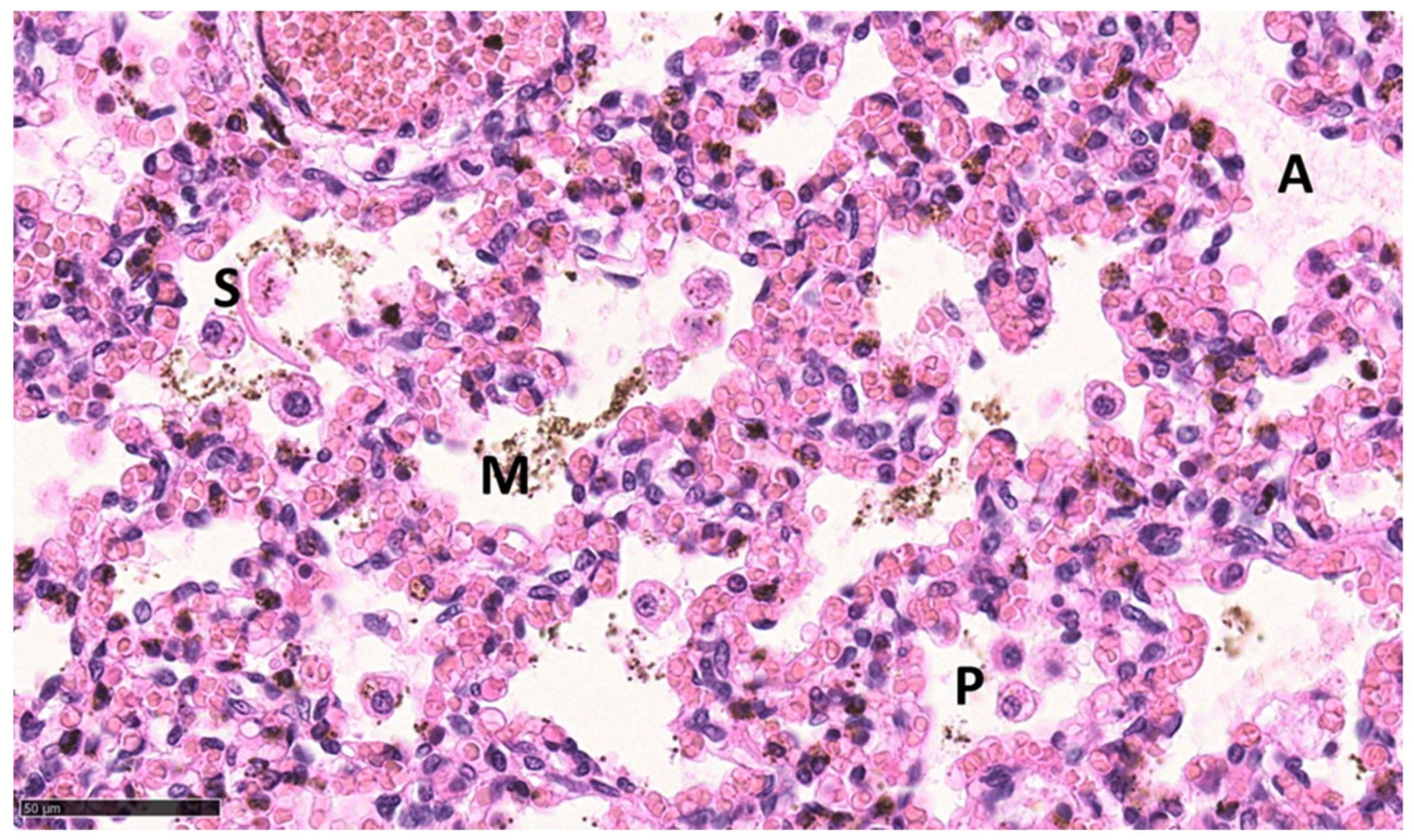 Animals 13 01741 g006