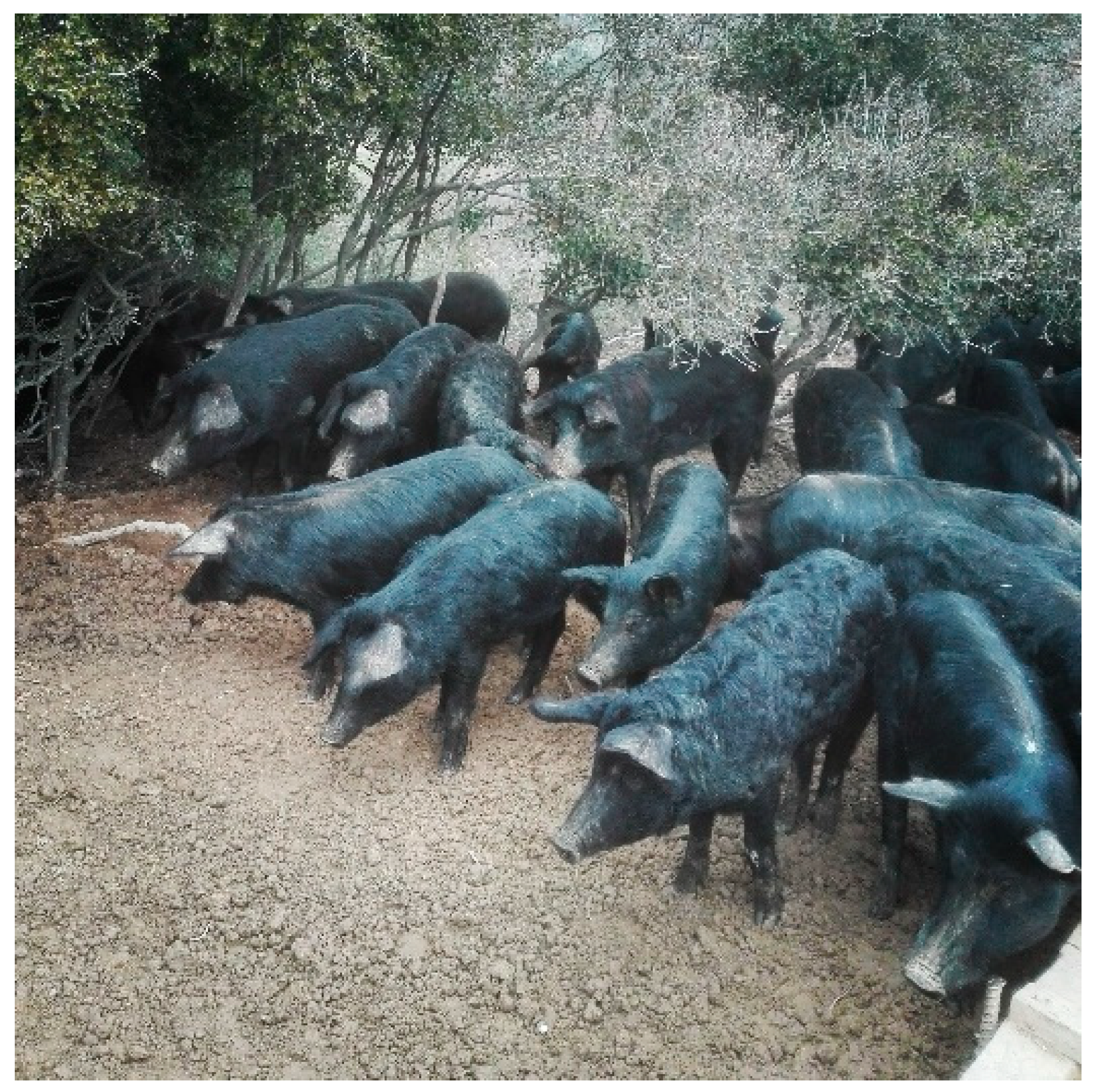 Animals 13 01763 g001