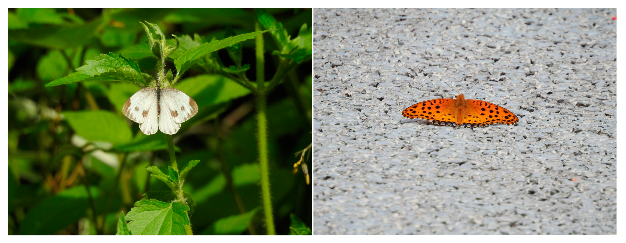 Animals 13 01775 g002 Animals 13 01775 g002